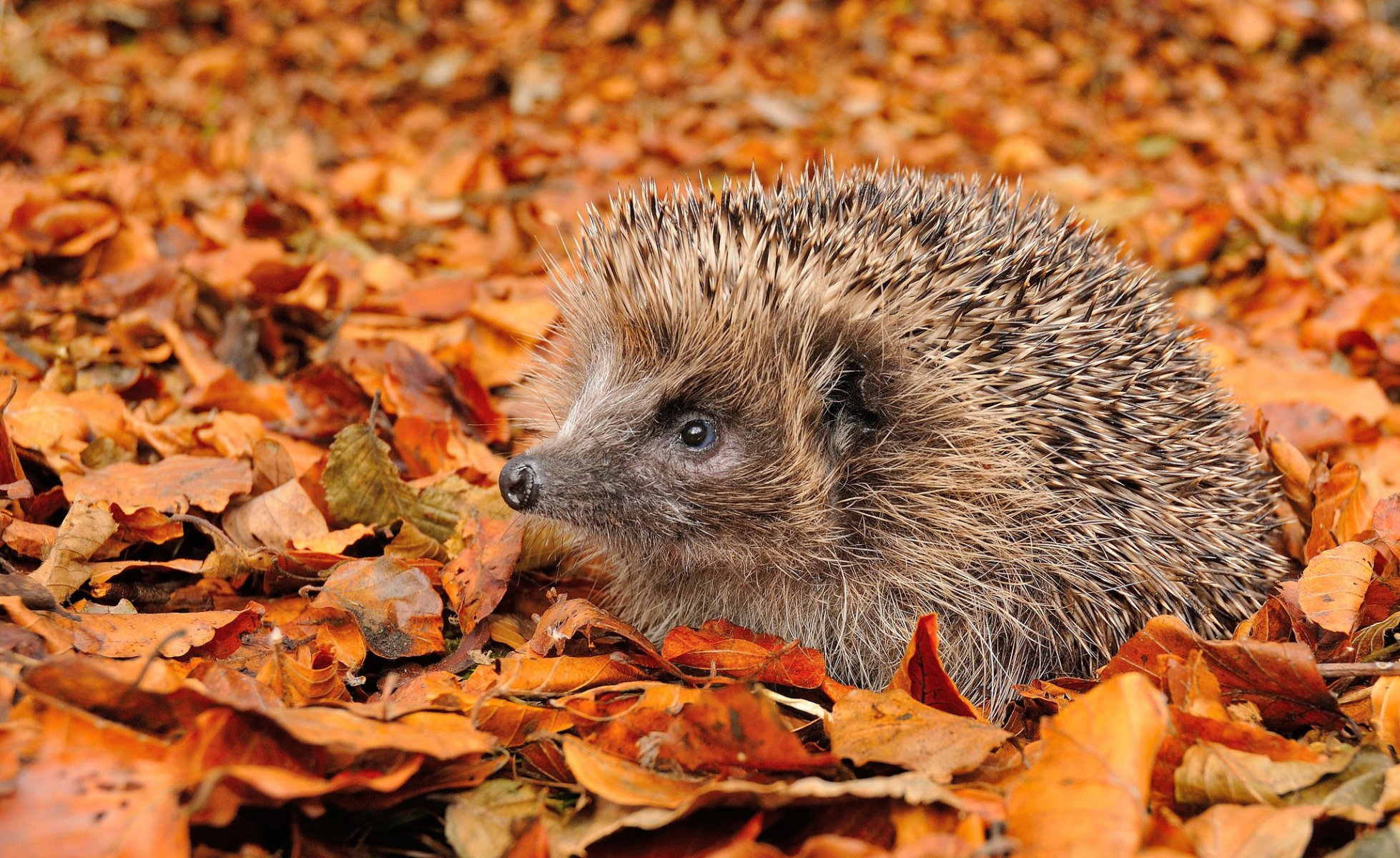 foglie autunno