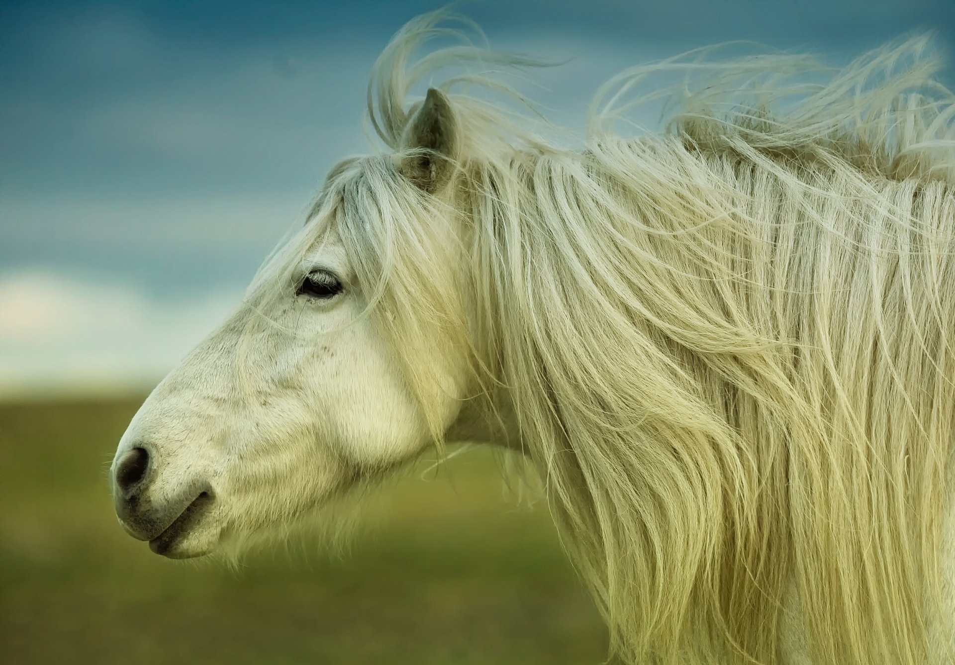 pferd mähne