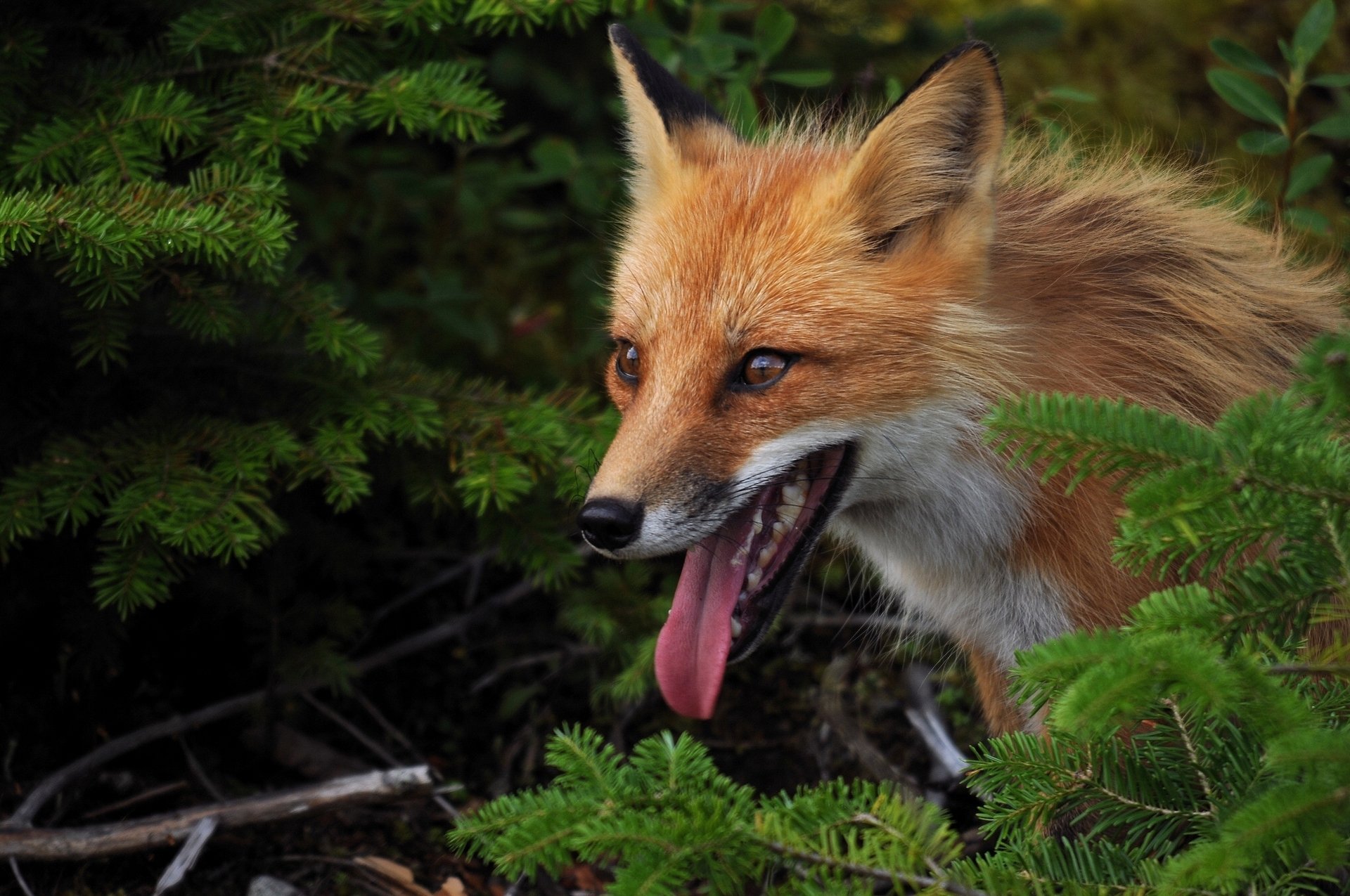 renard rousse langue