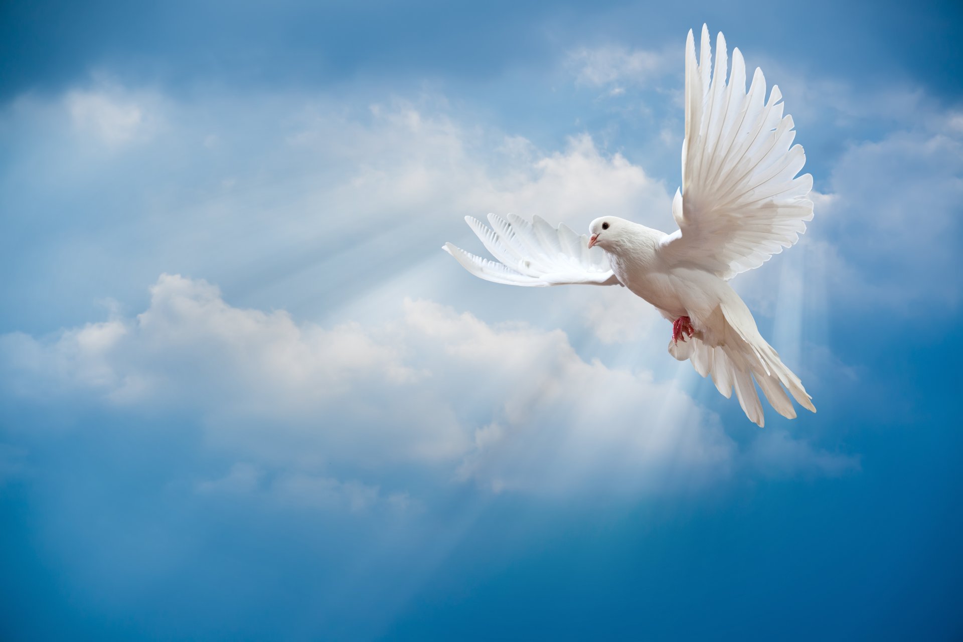 dove world sky white white dove bird sun ray