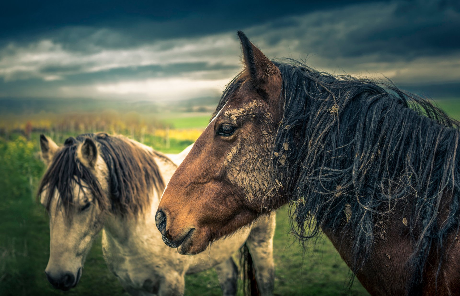 cavallo cavallo natura