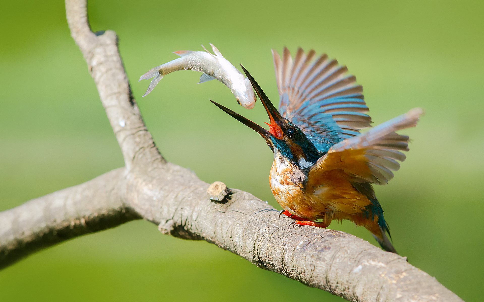 vogel eisvogel alcedo atthis eisvogel fang fisch zweig