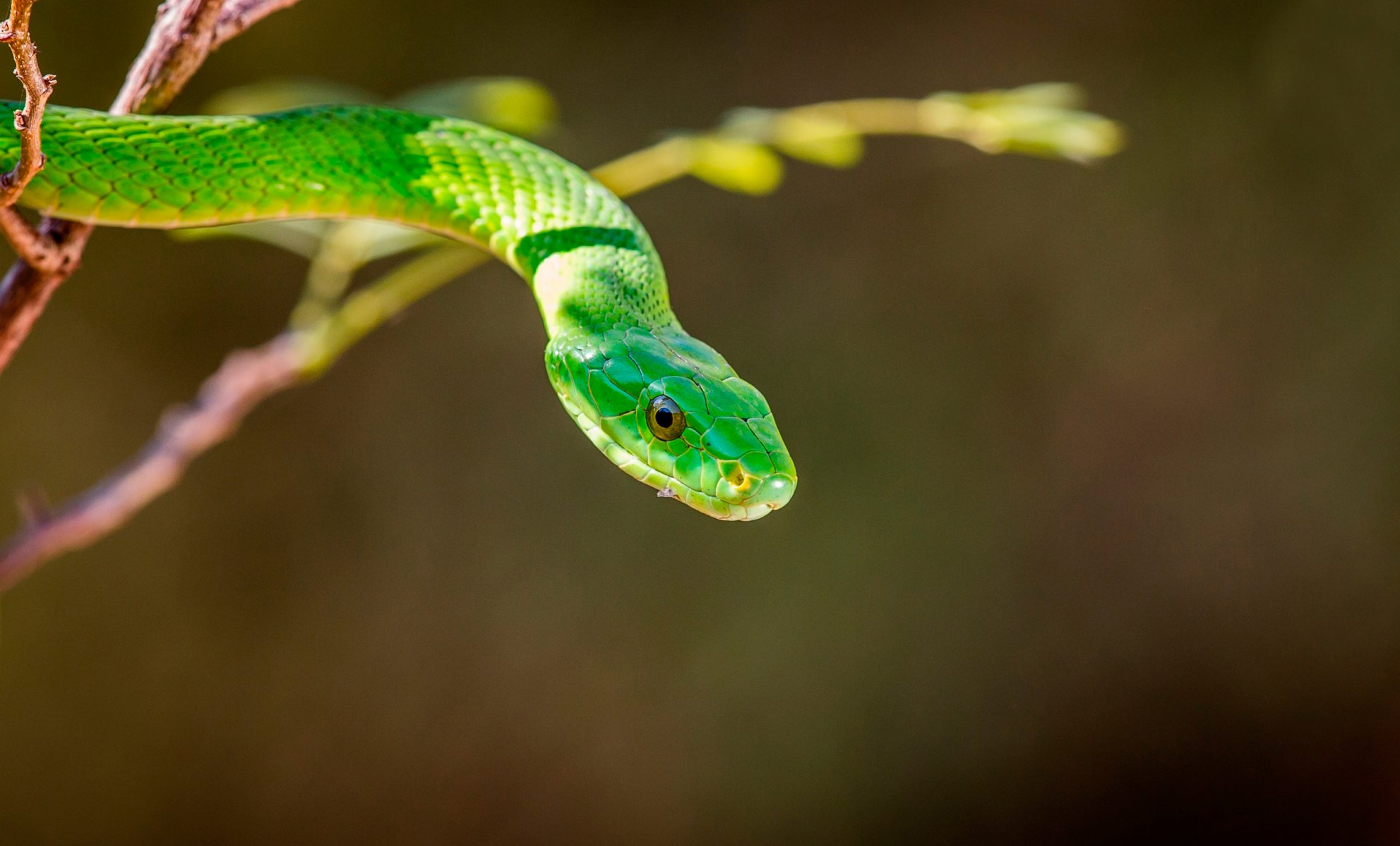 mamba verde mamba serpente