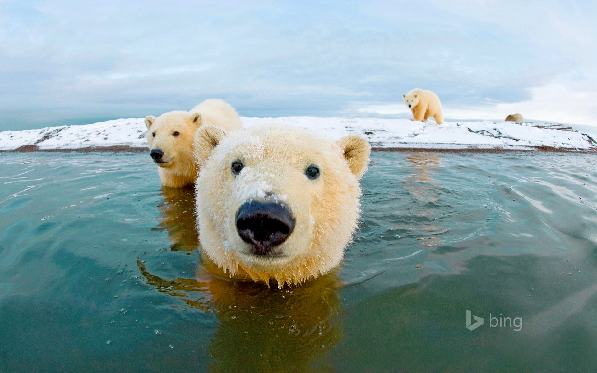 niedźwiedź polarny miś arktyka niebo morze