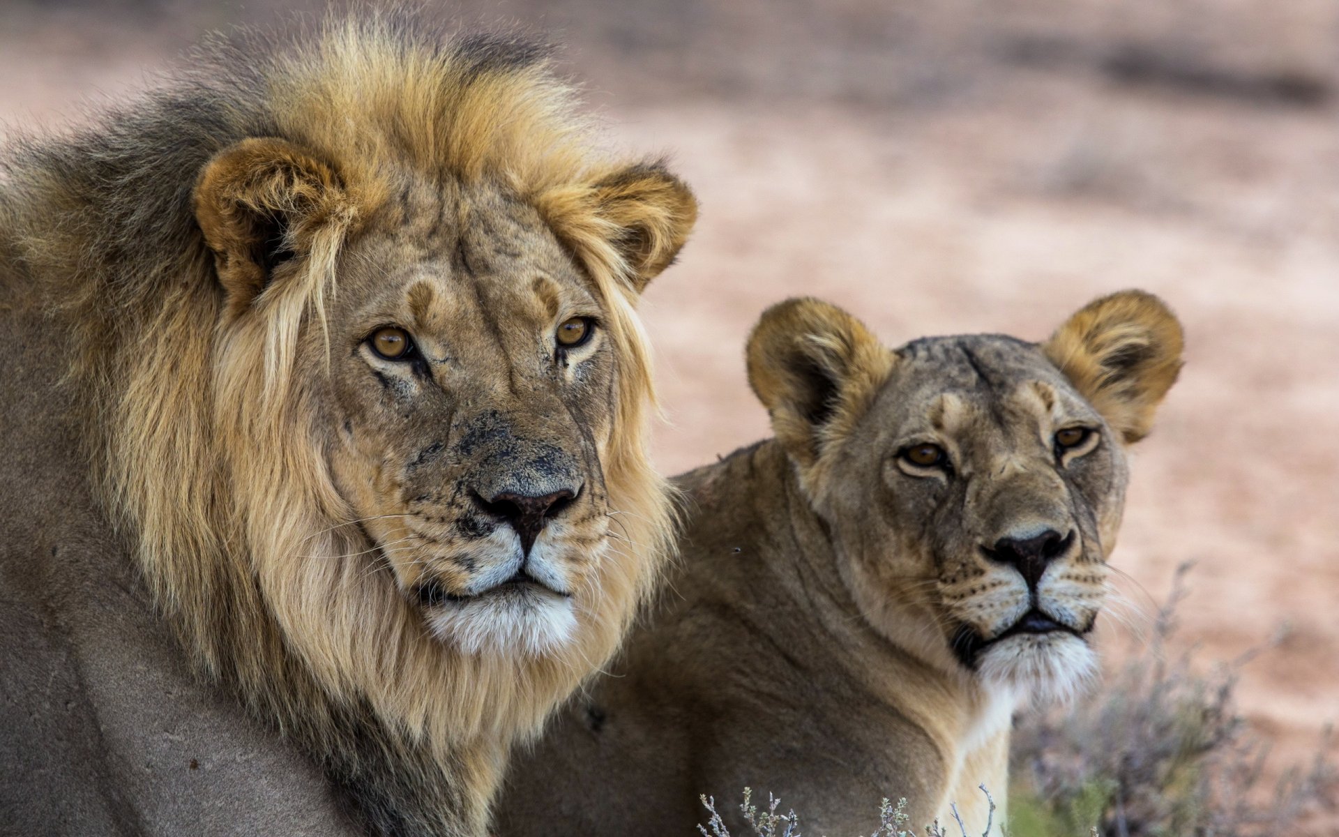 lions nature fond