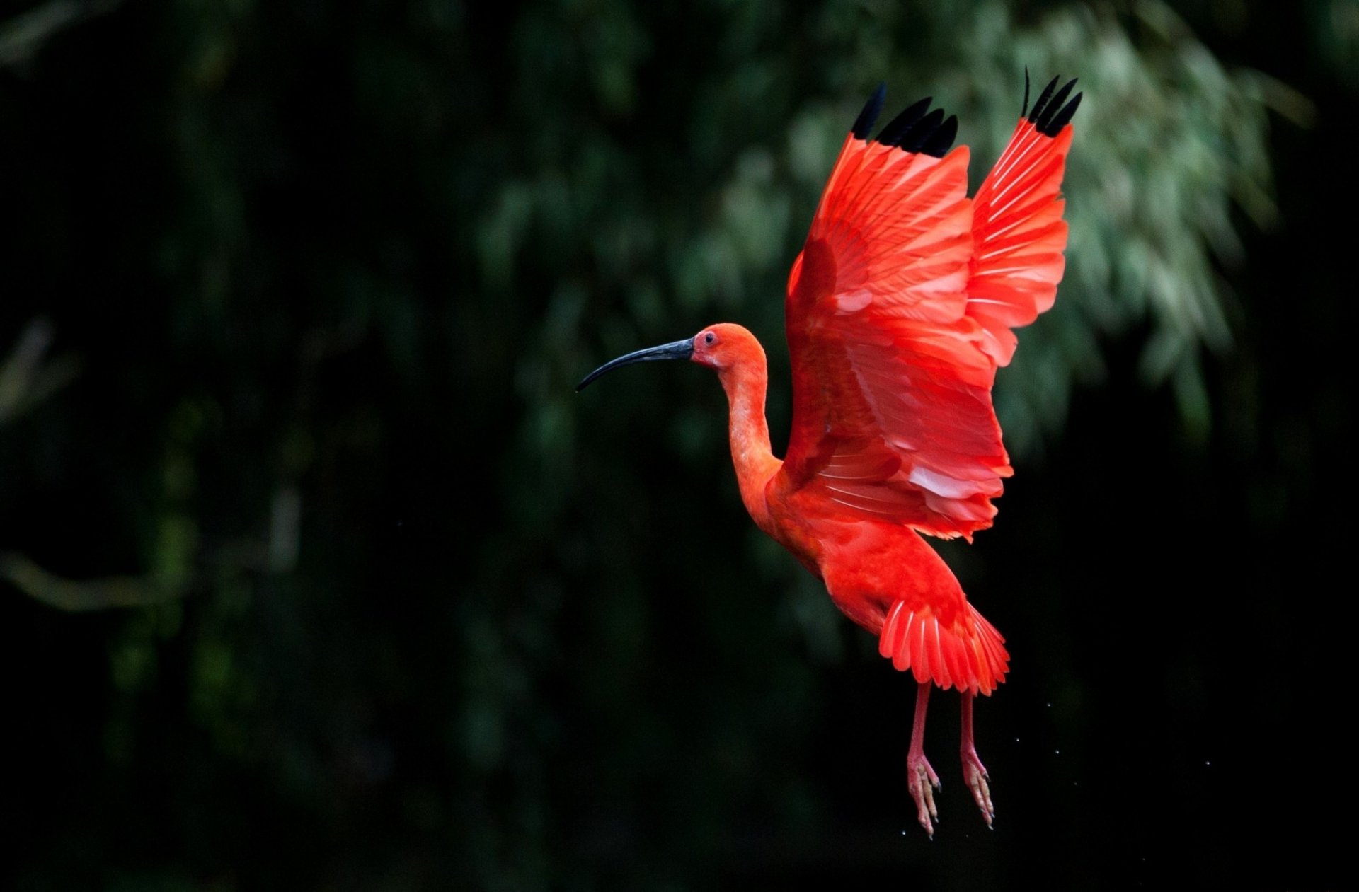 ibis vuelo alas