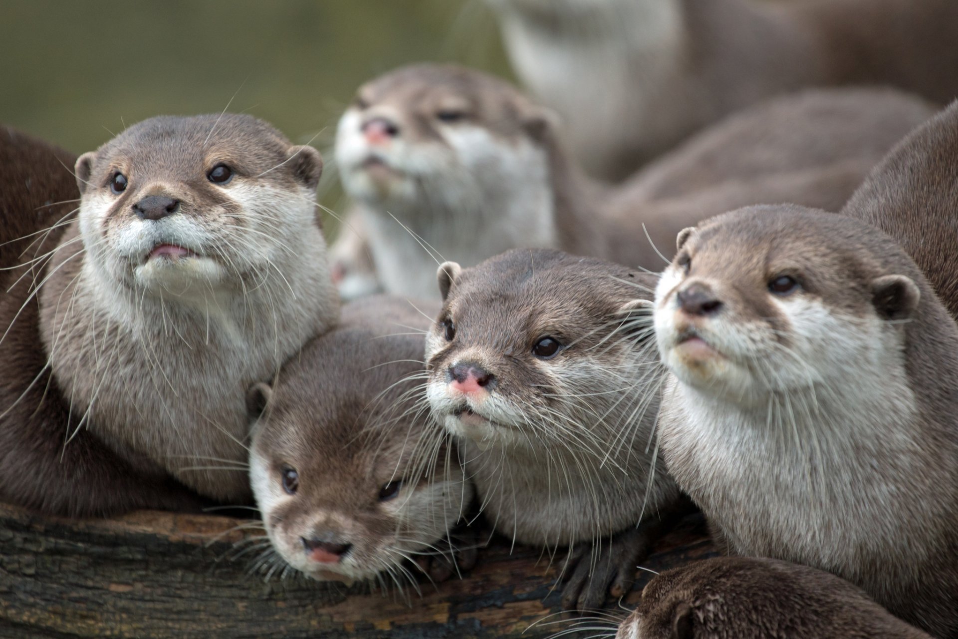 otter little family faces watch