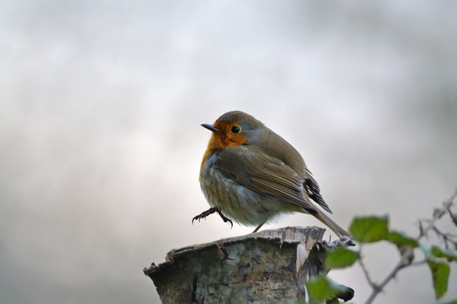 stumpf zweig blätter vogel hintergrund