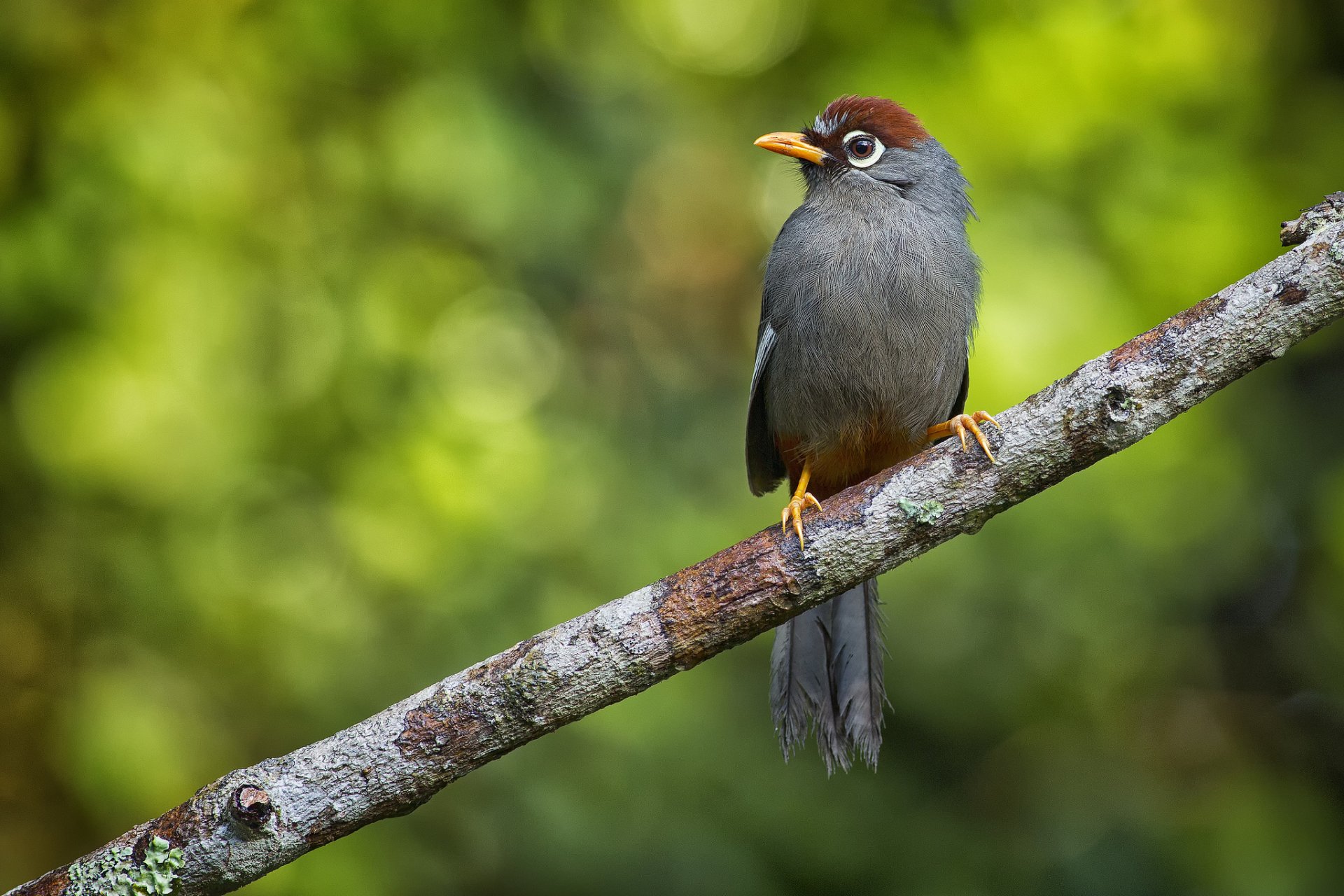 oiseau arbuste famille de thymélie famille de moineaux branche bokeh wen keong lew photos