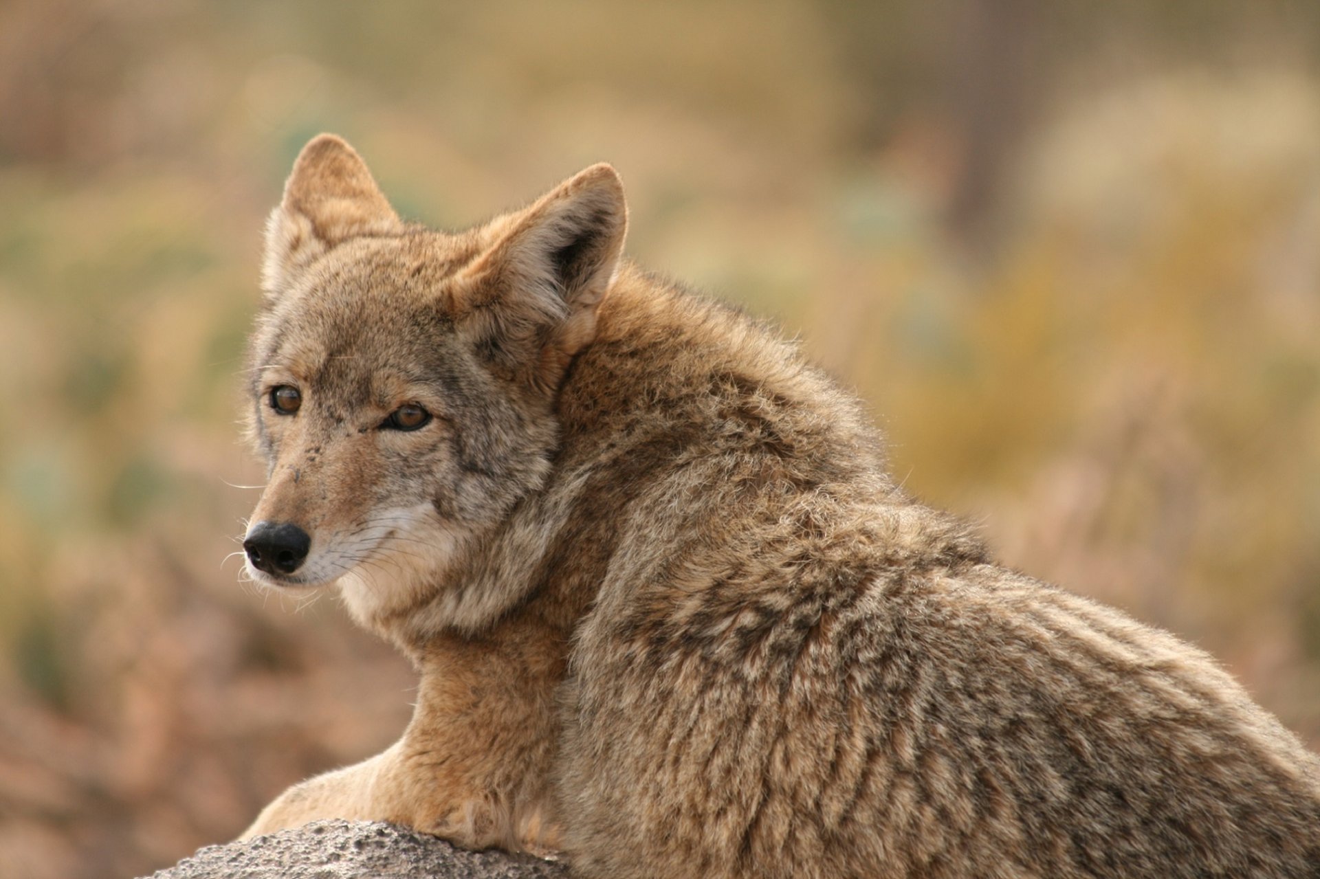 wolf tier blick kojote