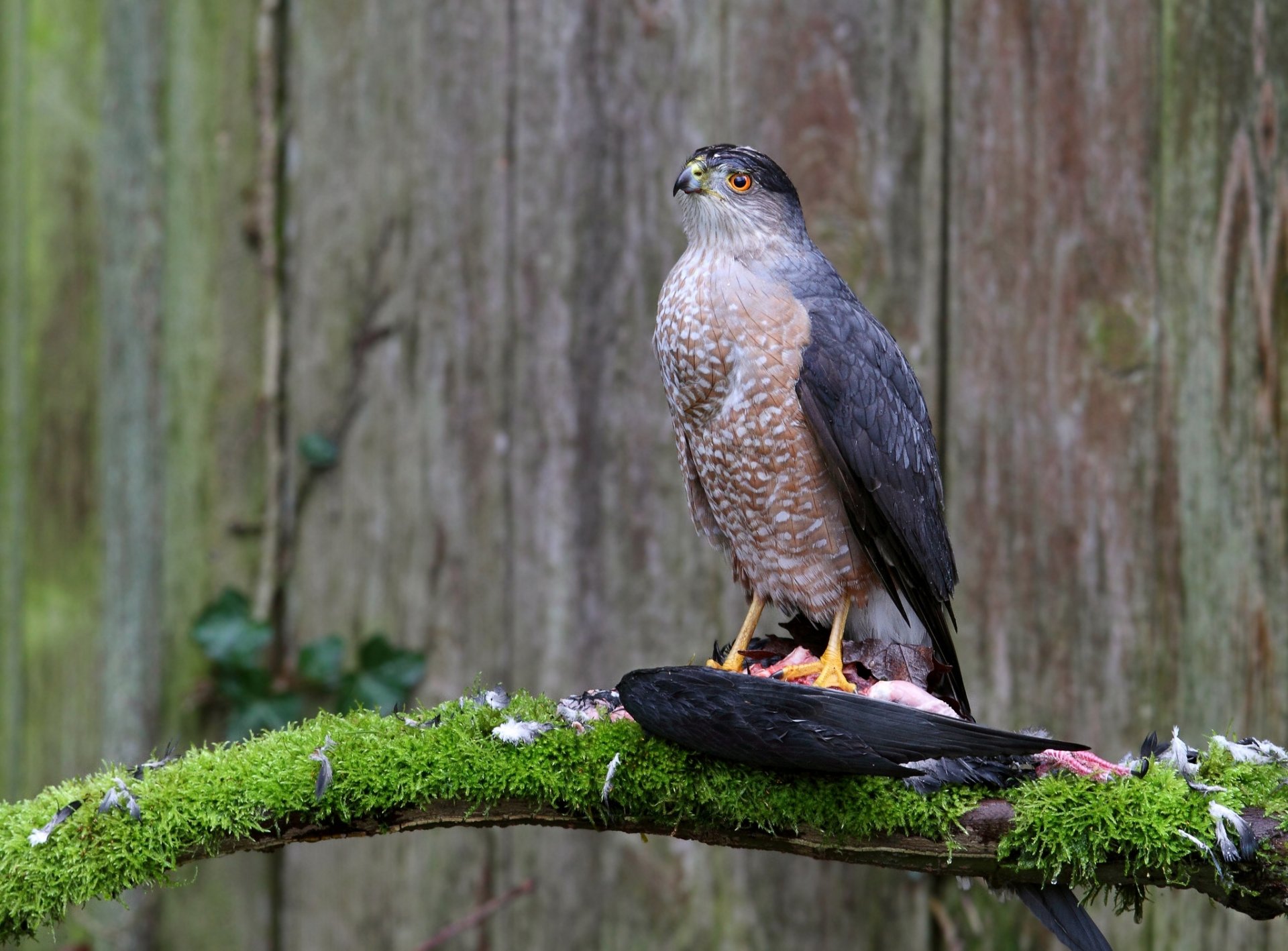 hawk cooper branch females mining moss poultry predator