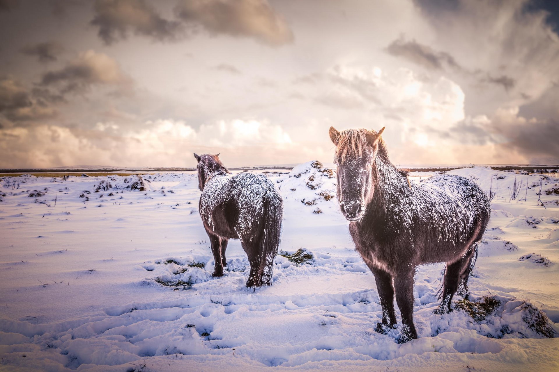 konie konie zwierzęta islandia śnieg zima pole przyroda