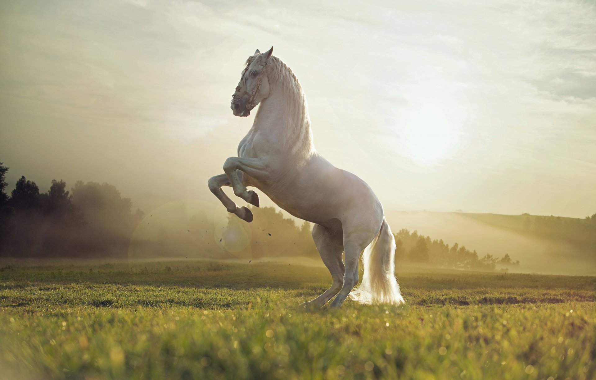 animals white horse nature the field sunset