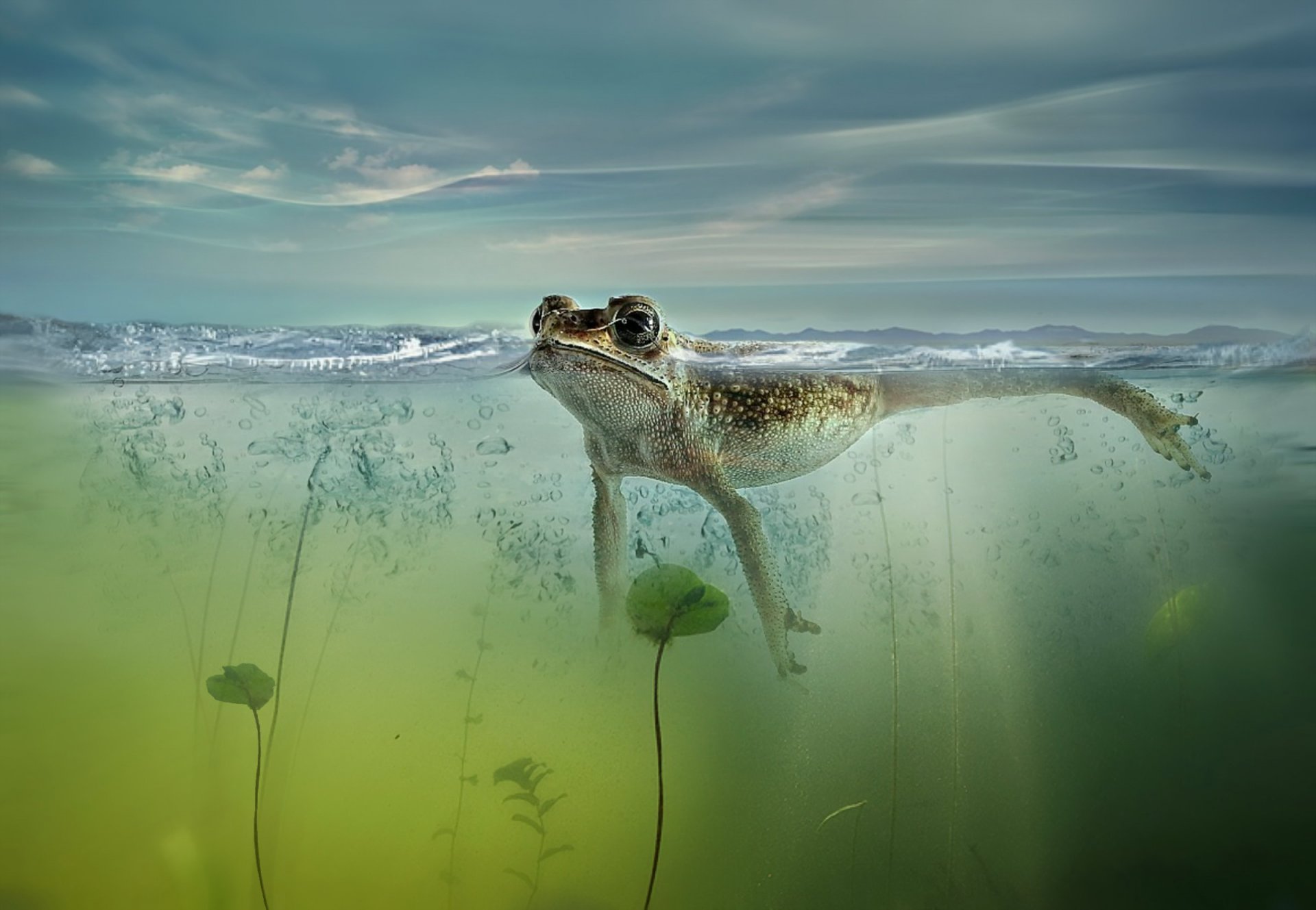 grenouille étang nature