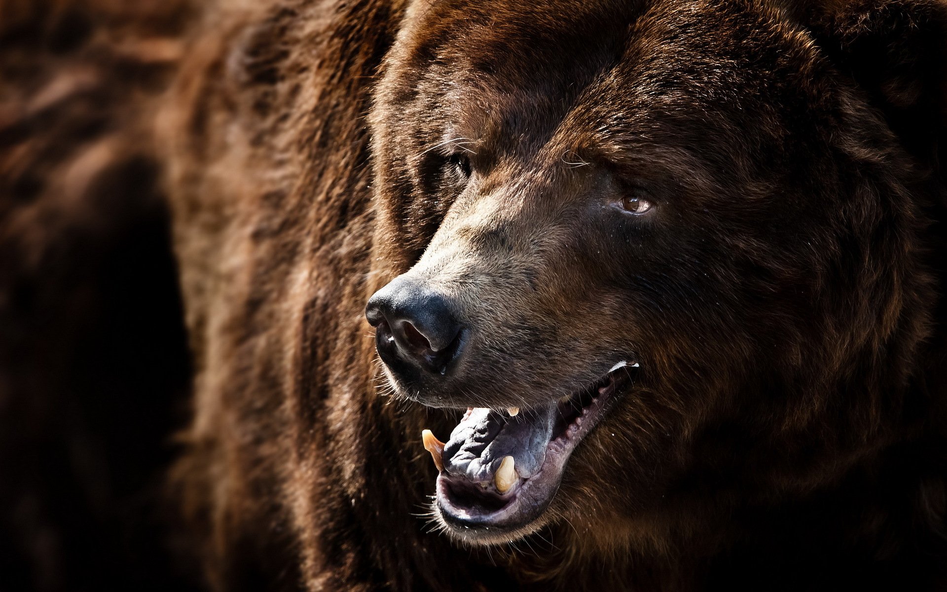 grizzly bear nature close up