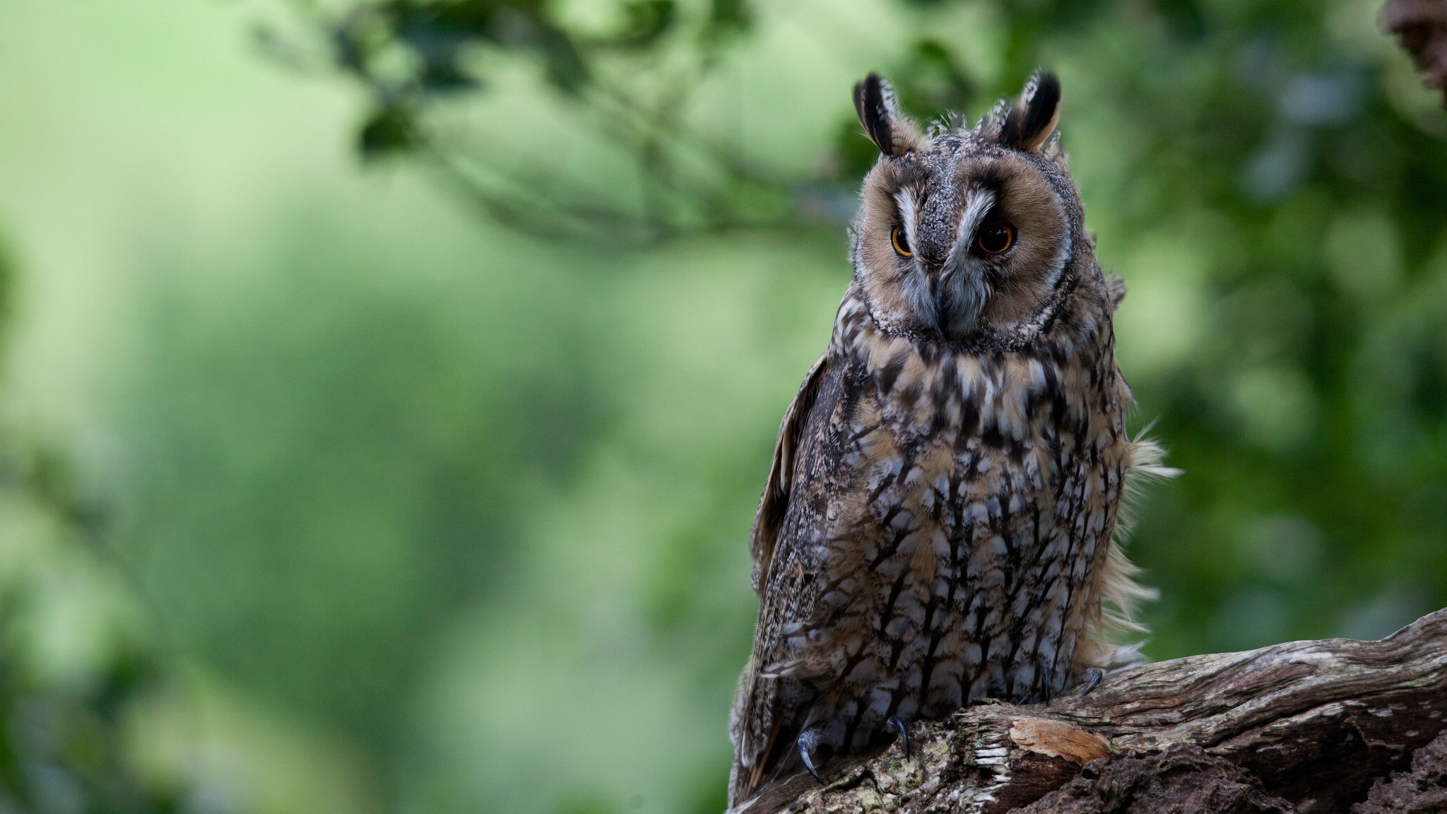 ohreneule vogel baumstamm