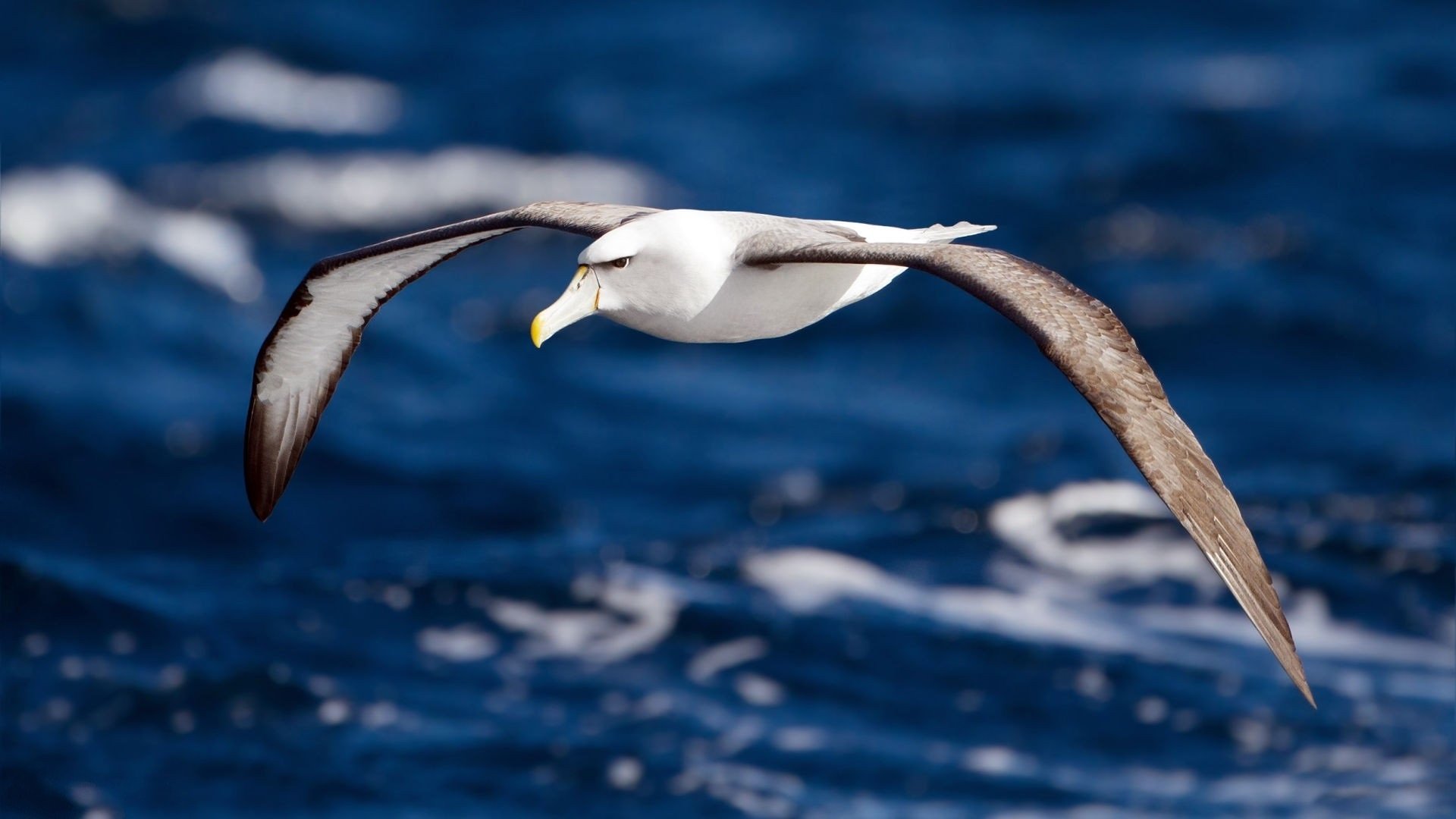 pájaro albatros alas vuelo agua