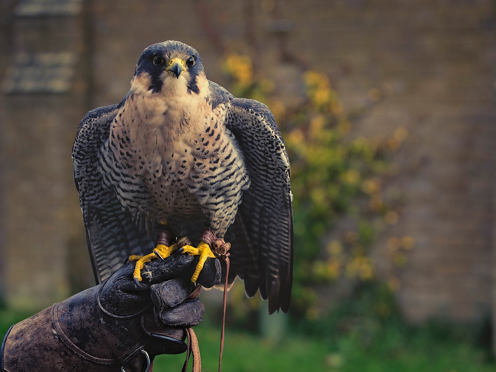 faucon oiseau gant chasseur prédateur