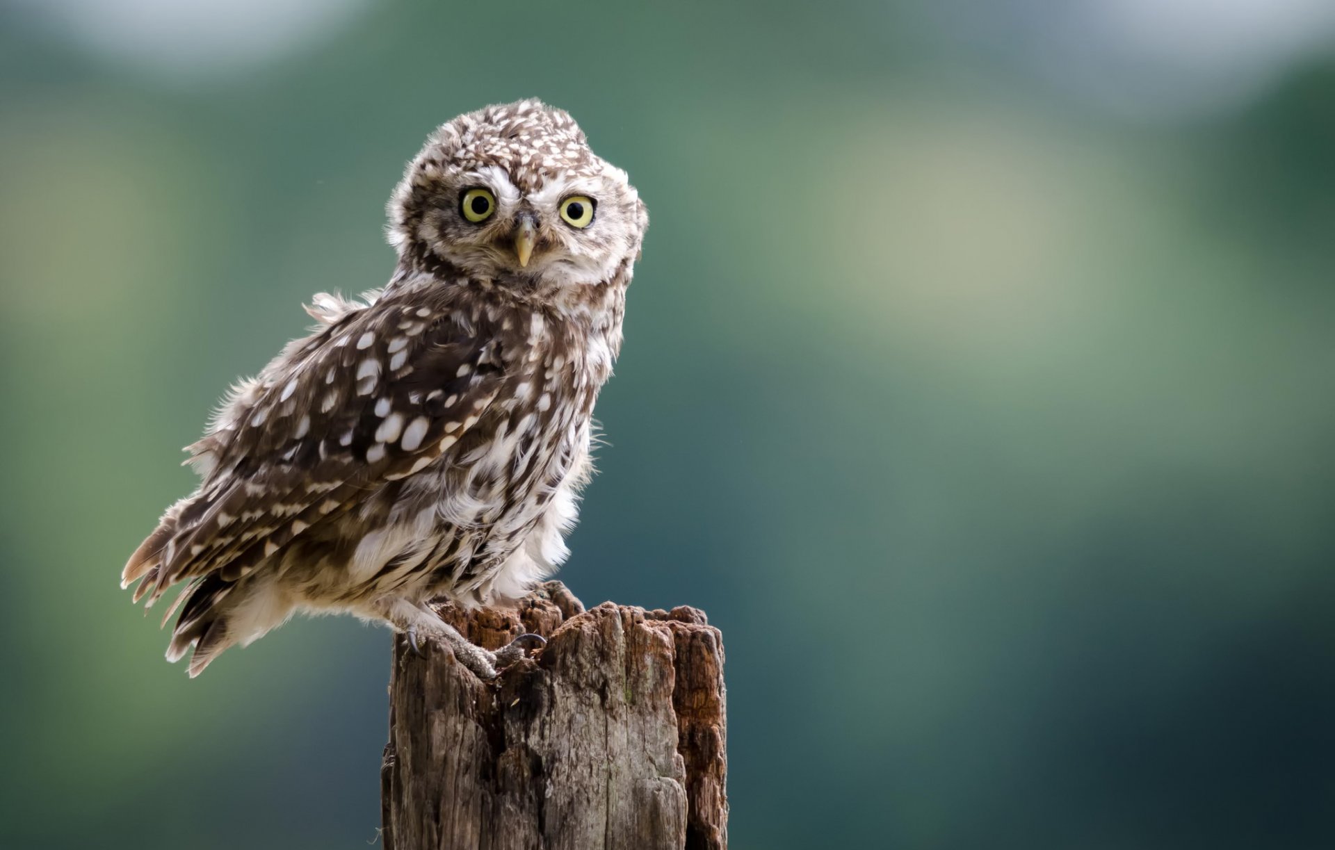 eule eule vogel blick stumpf hintergrund