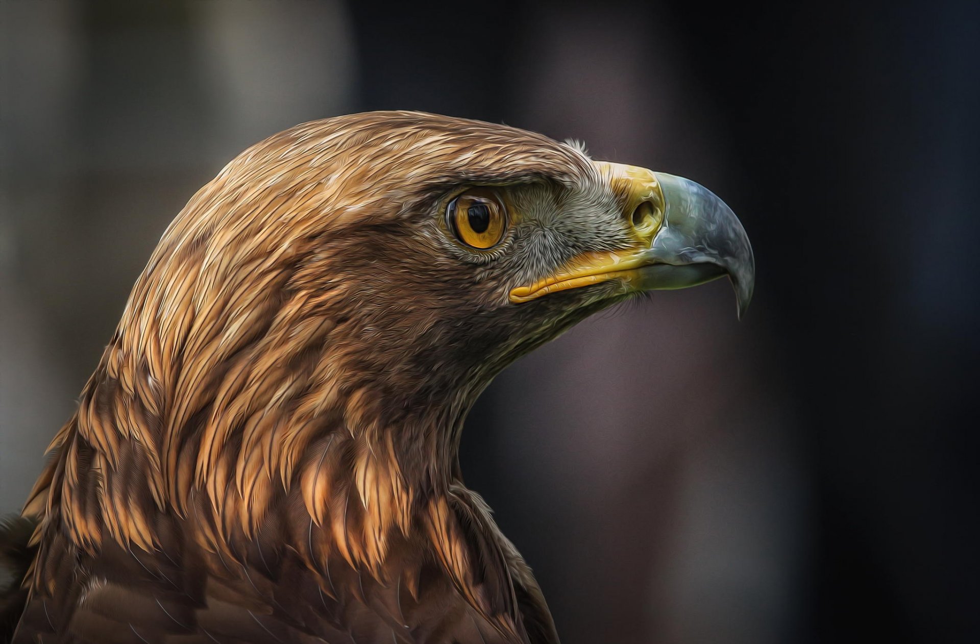 pájaro depredador perfil detlef knapp