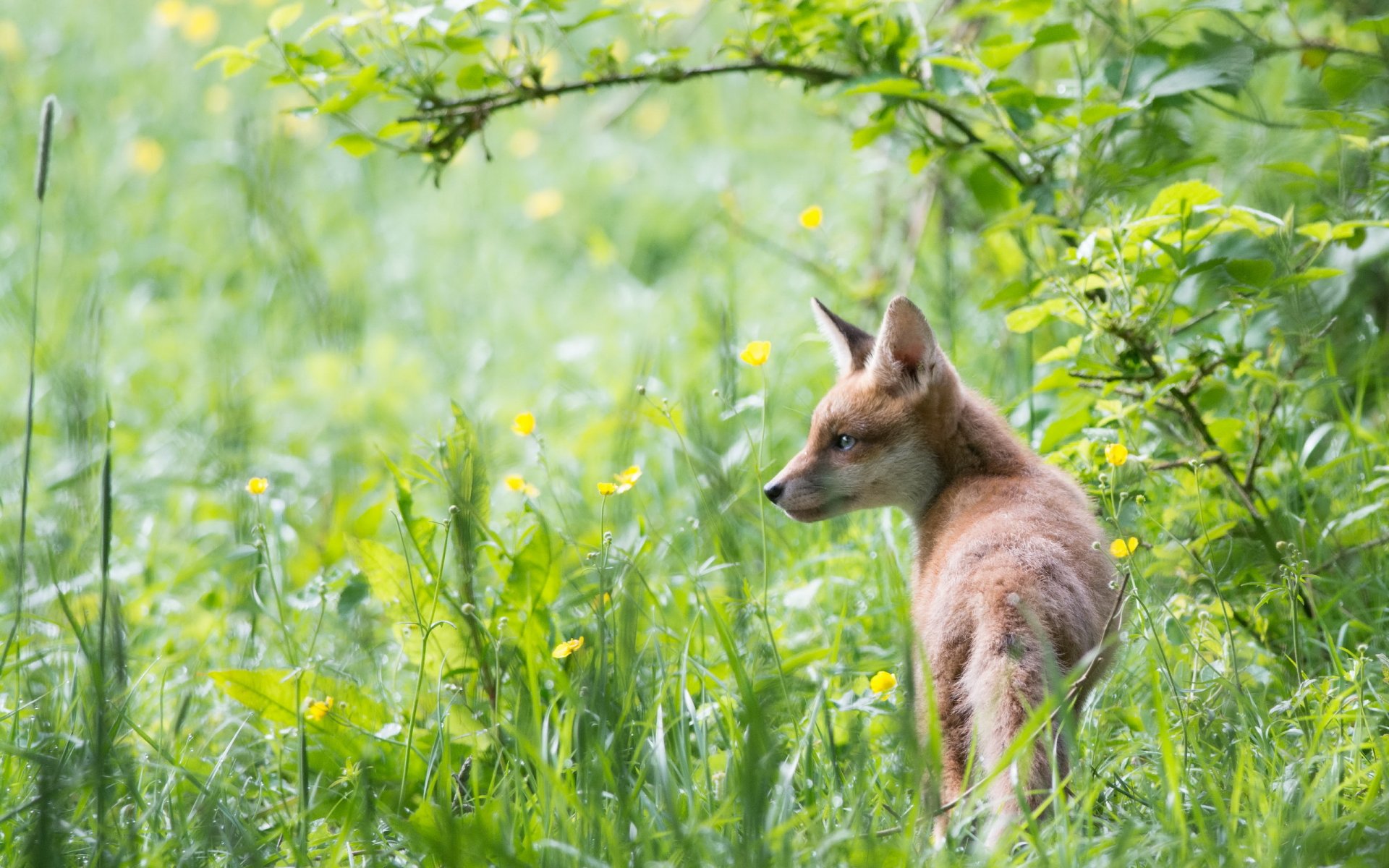 fox nature summer