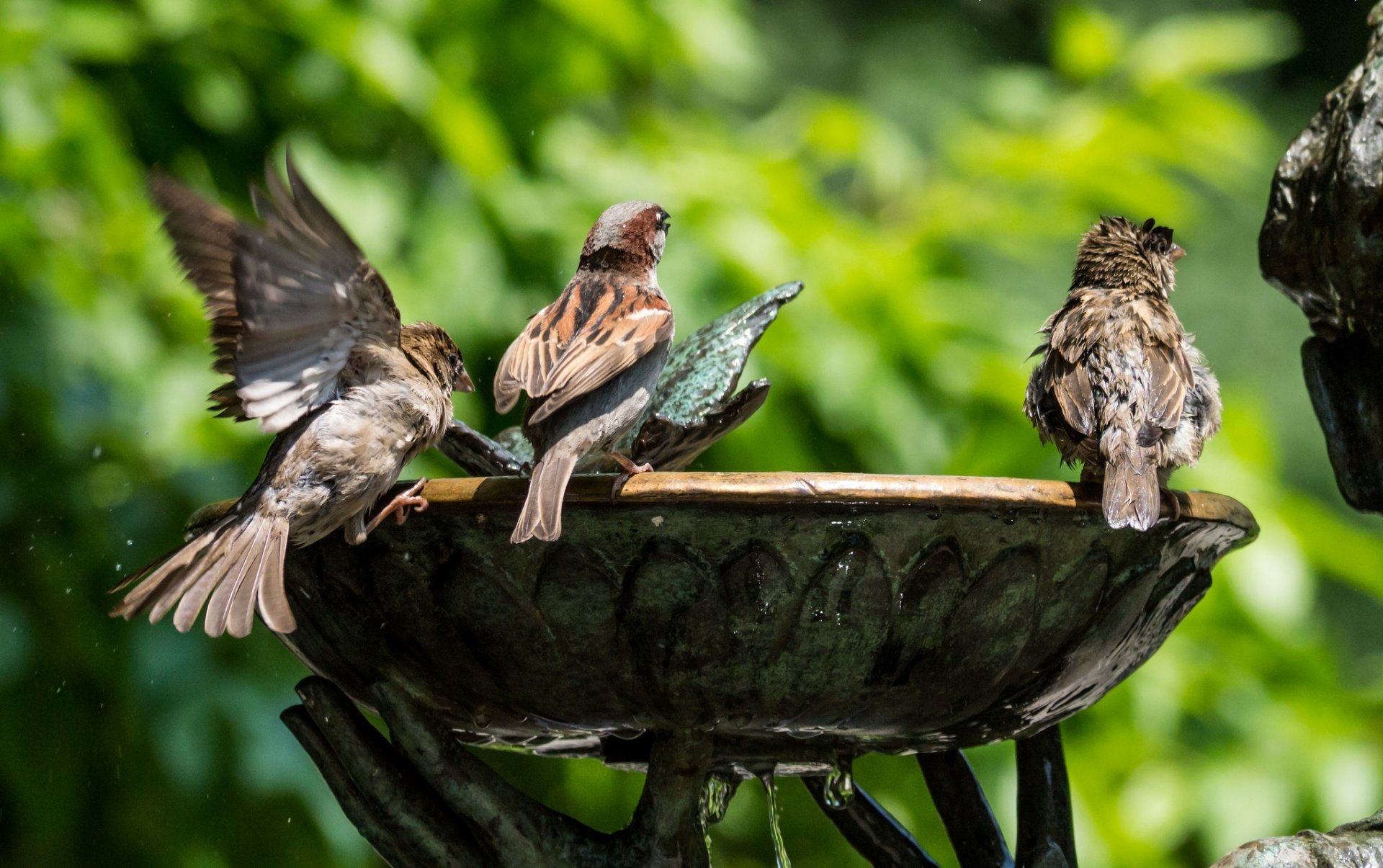 parrows birds water fountain green