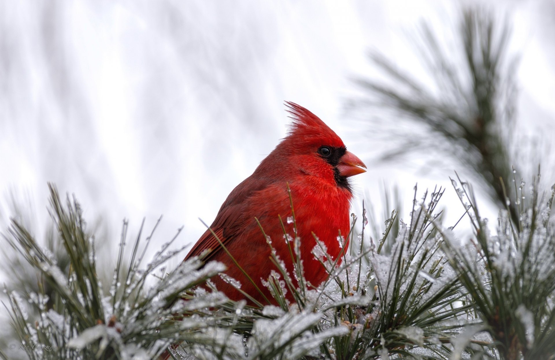 cardenal pájaro pajarito rojo nieve