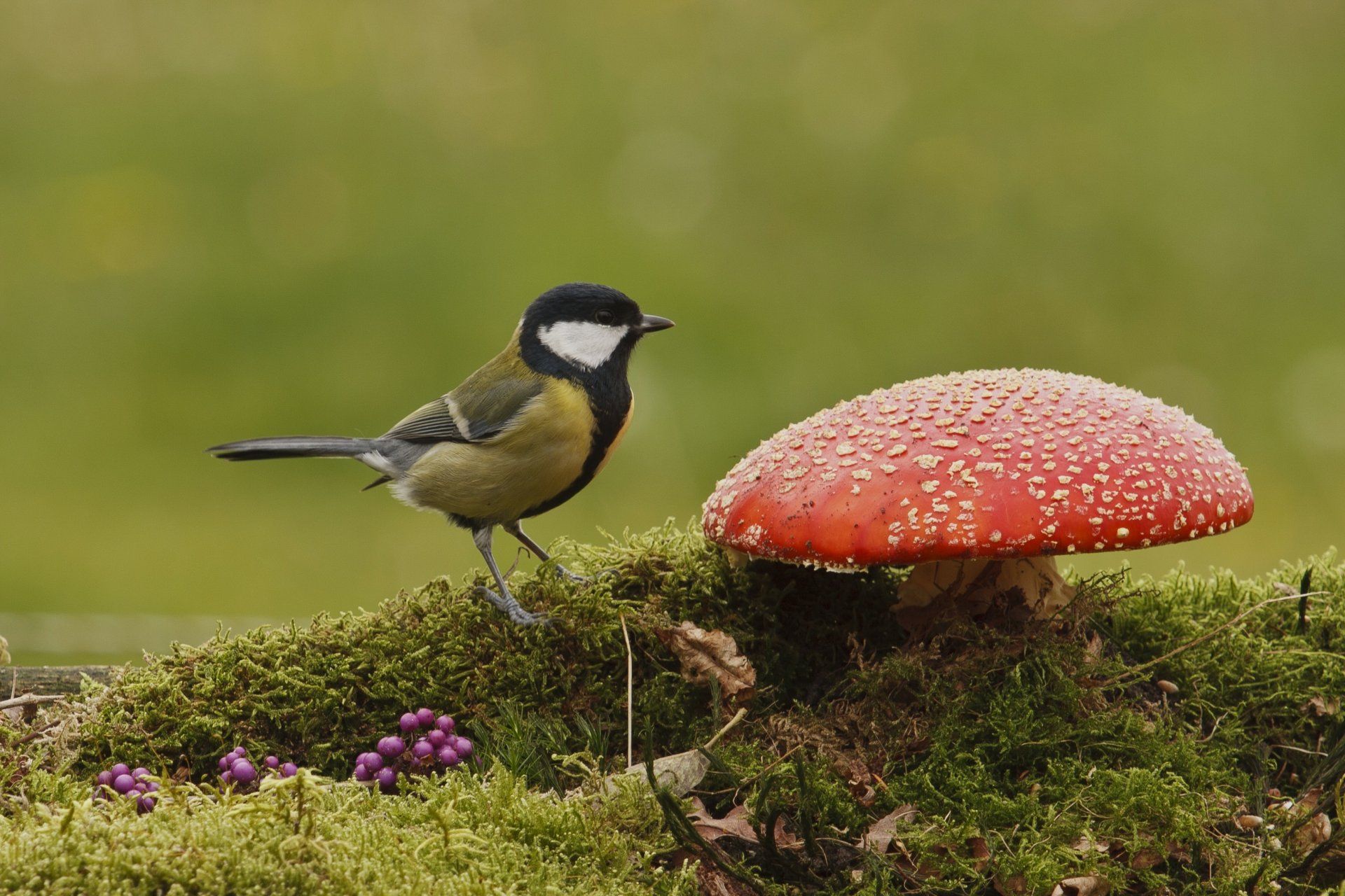 poultry tit amanita mushroom moss berries autumn nature