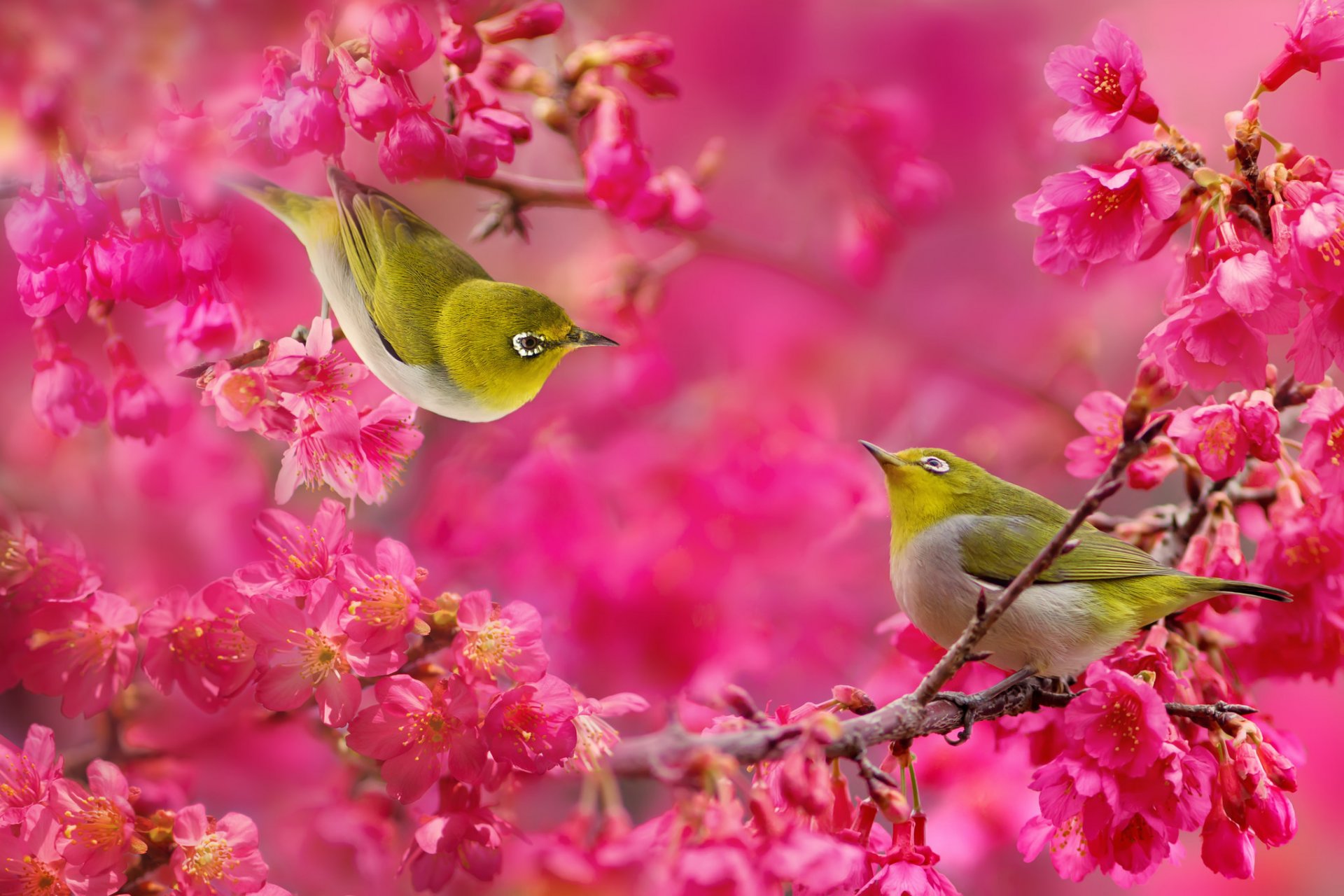 the japanese white-eye birds the pair tree branches crimson flower bloom