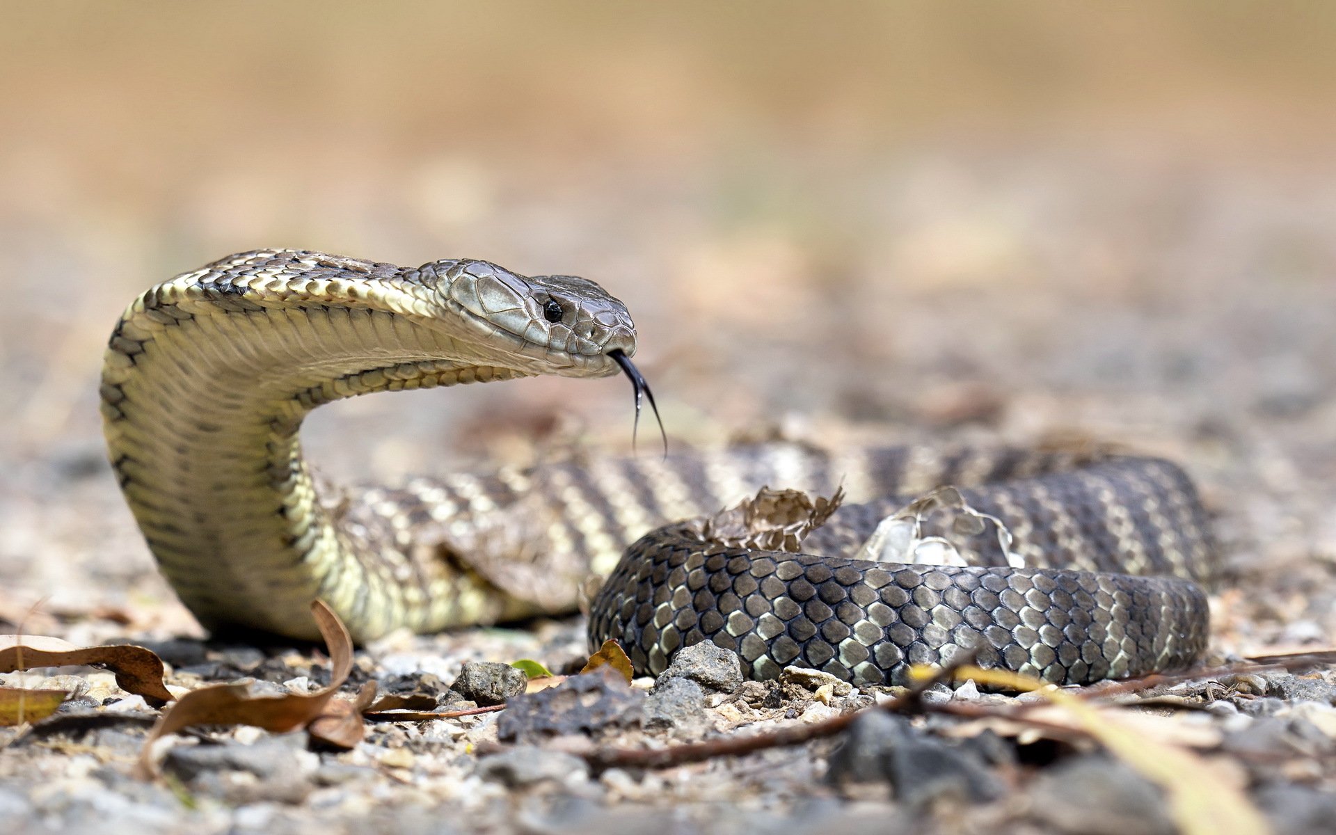 tigre serpiente naturaleza macro