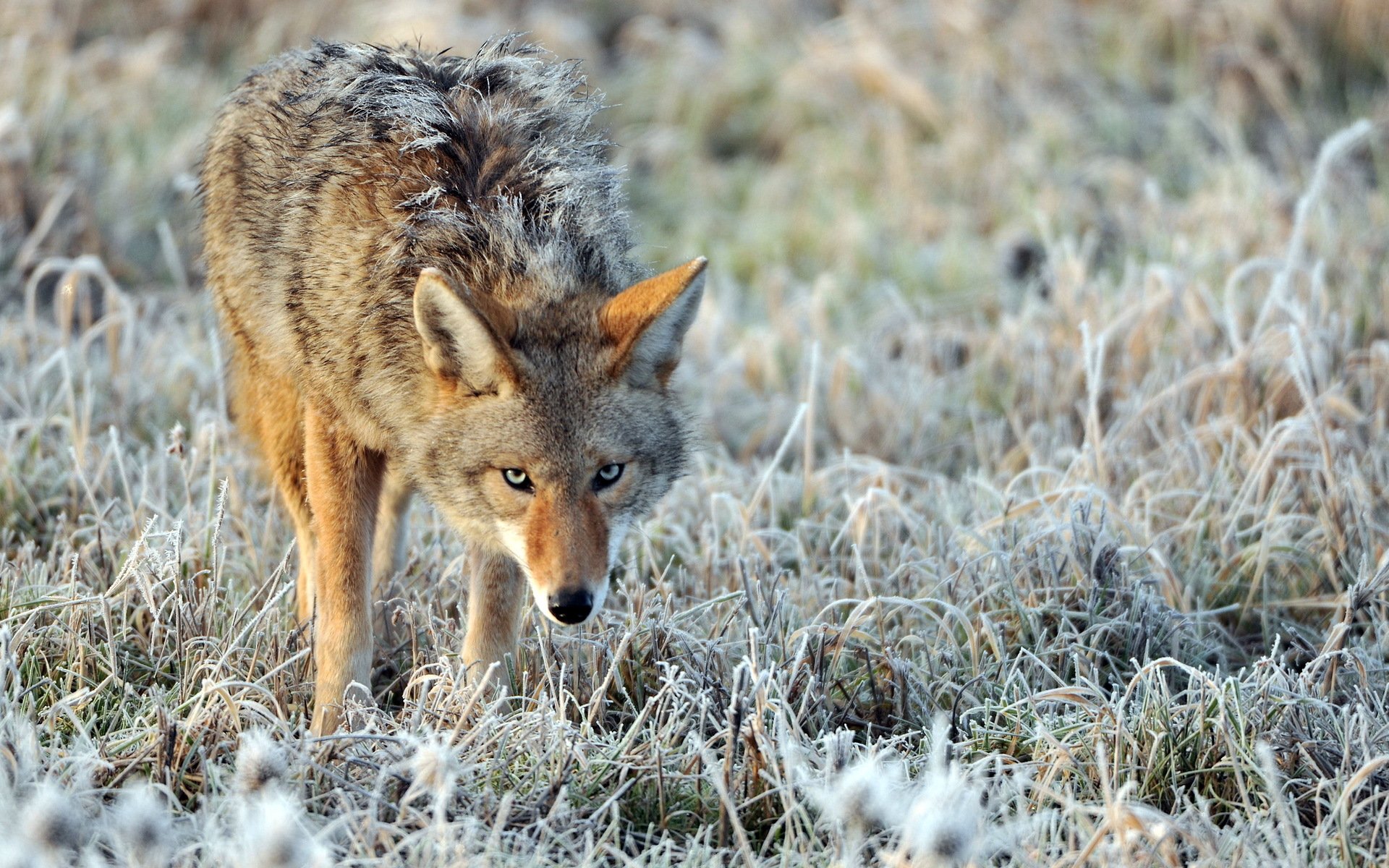 nature frost coyote lonely disheveled wary look frost grass blurring