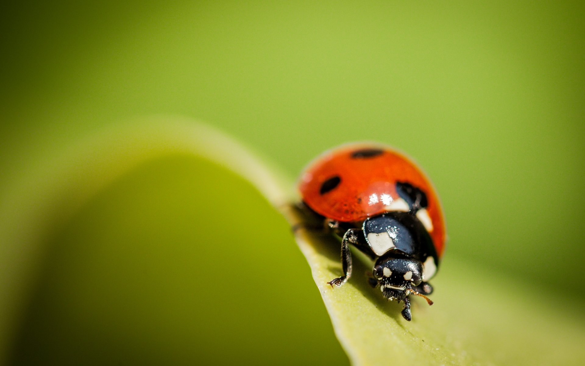 coccinelle nature gros plan