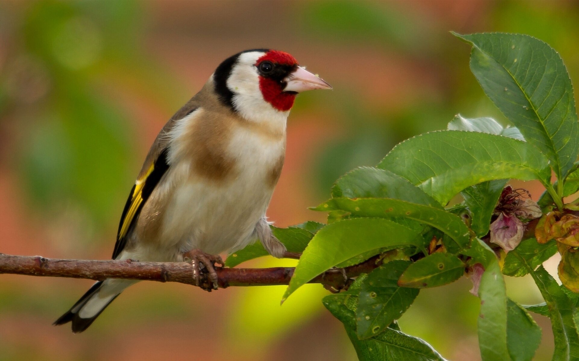 chardonneret oiseau branche feuilles