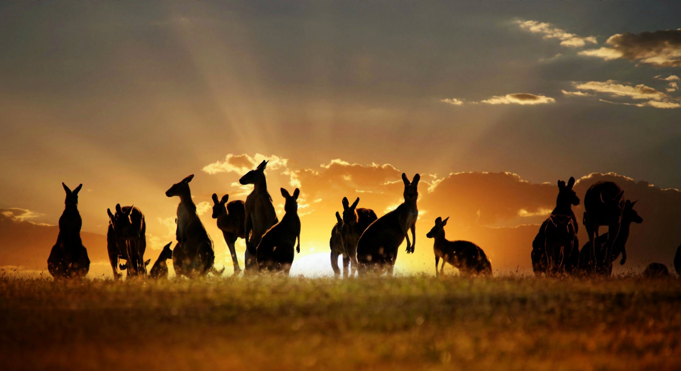 kangaroo australia sky clouds sunset nature