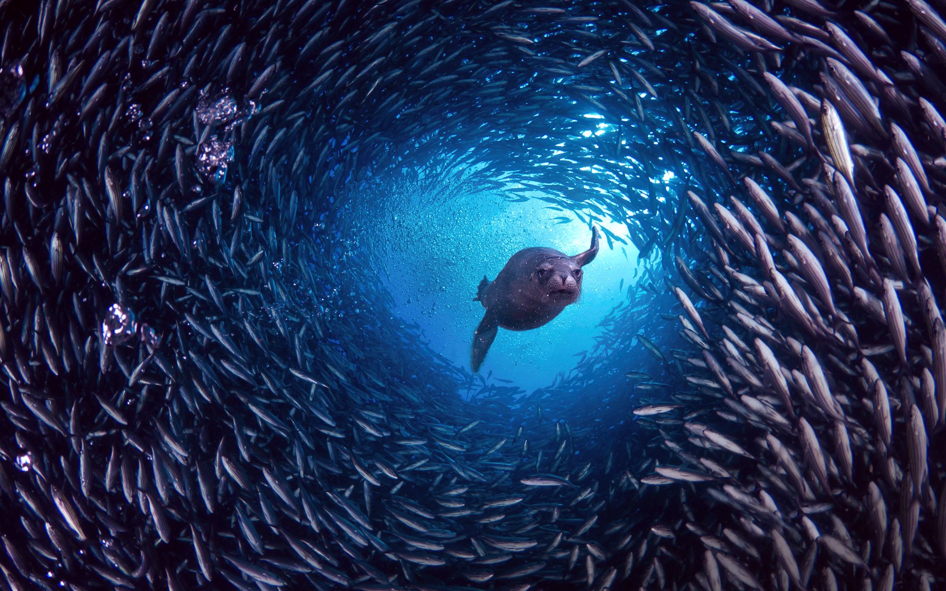 galapagos islands island santa cruz galapagos sea lion fish