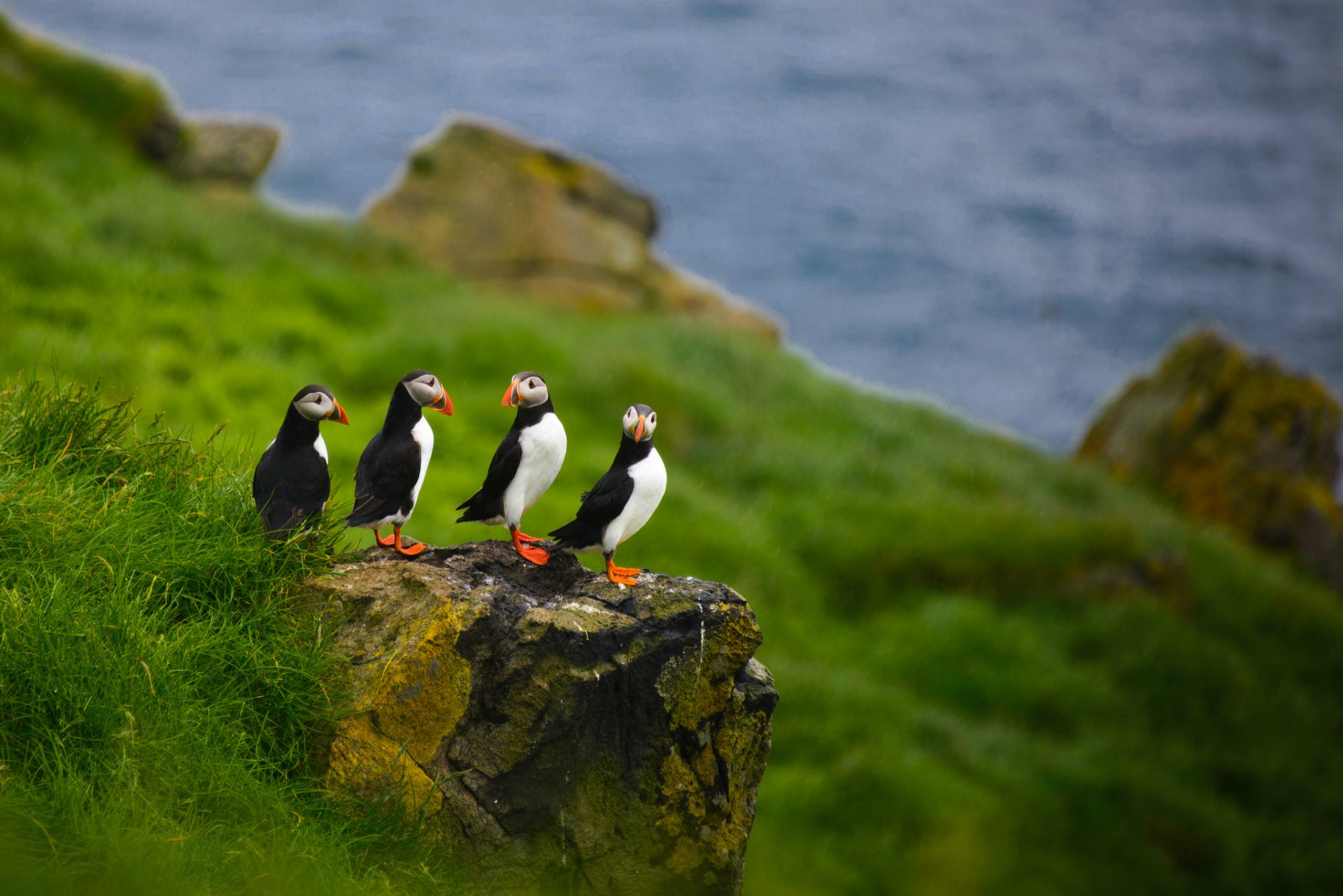 hierba roca pájaros frailecillos