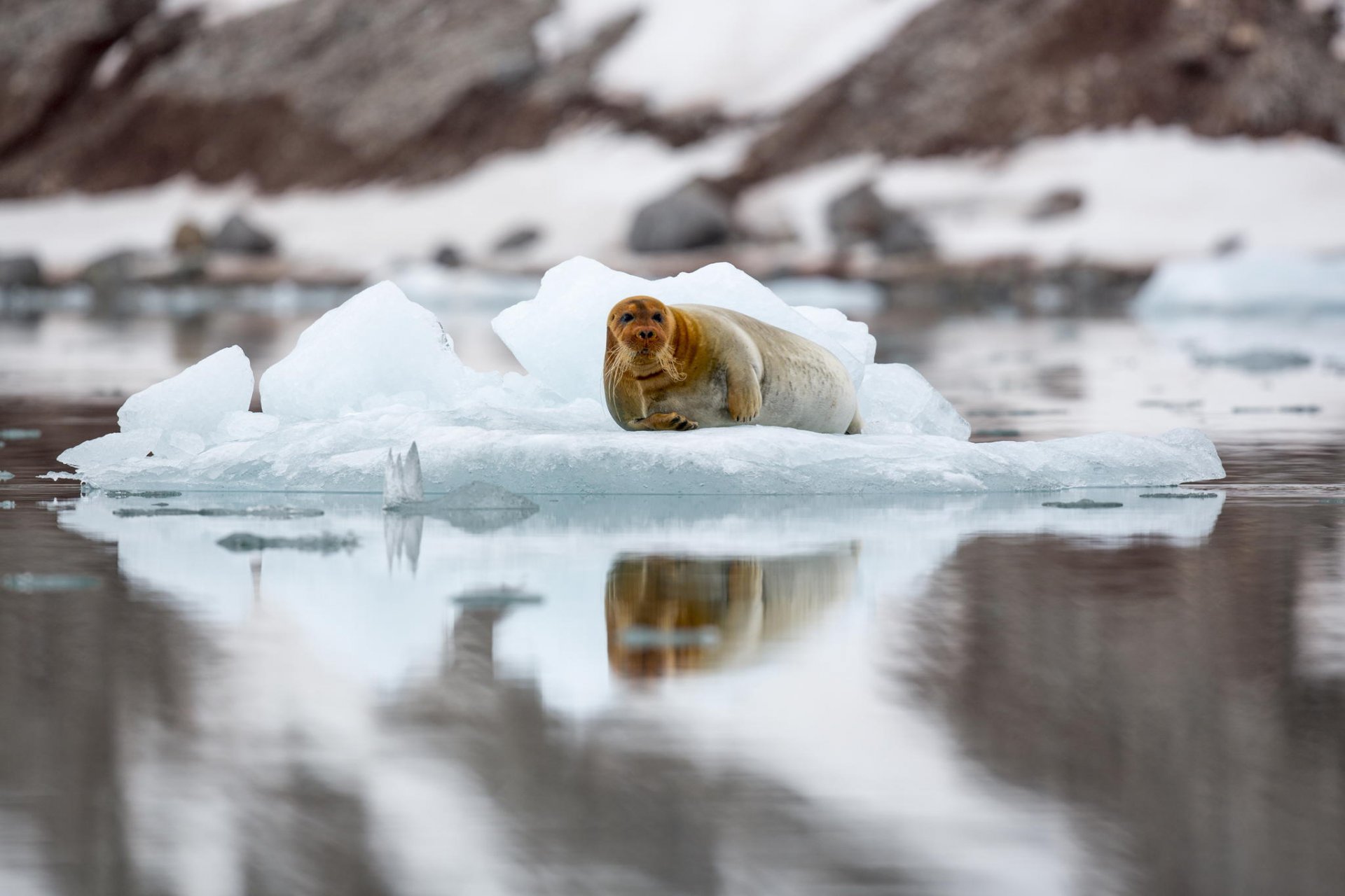 svalbard lepre di mare lakhtak foca lastrone di ghiaccio