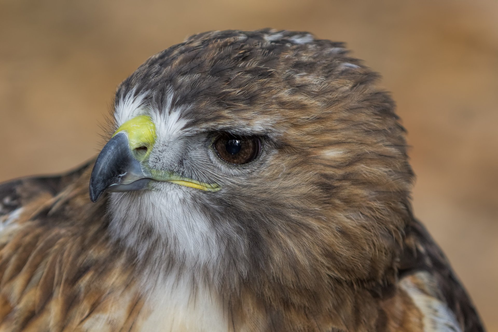 habicht vogel profil blick