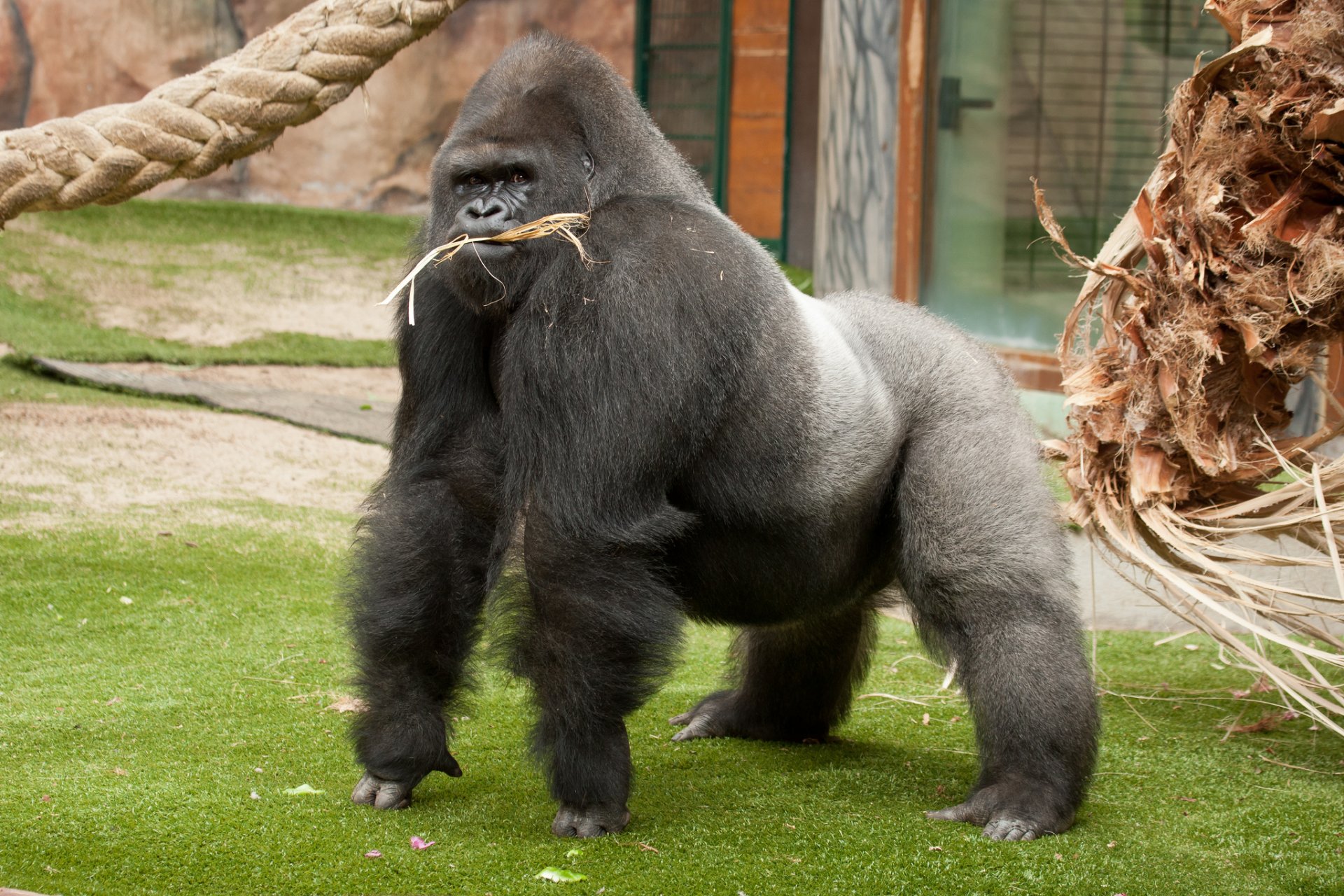 gorilla scimmia primate maschio