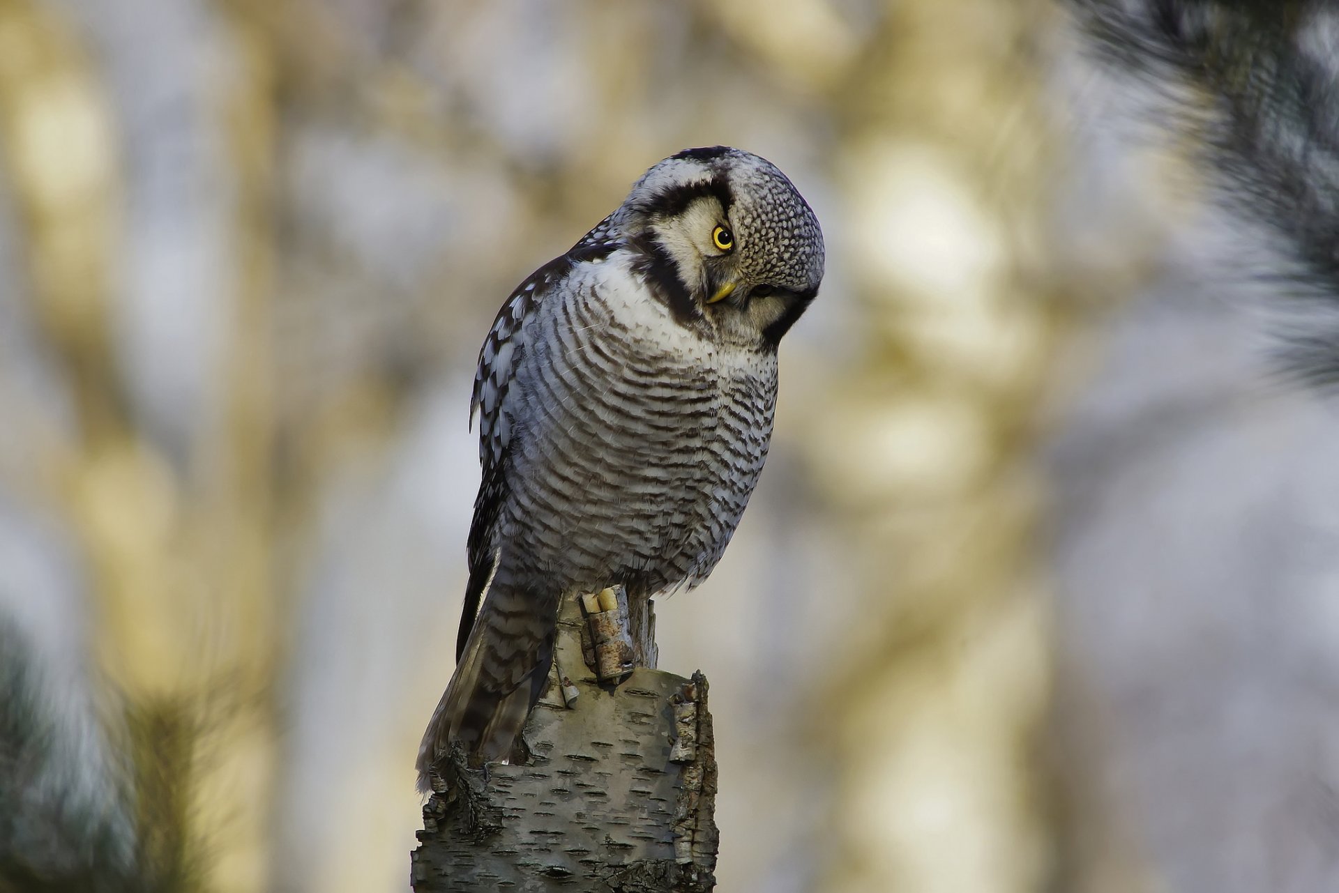 hibou faucon oiseau vue