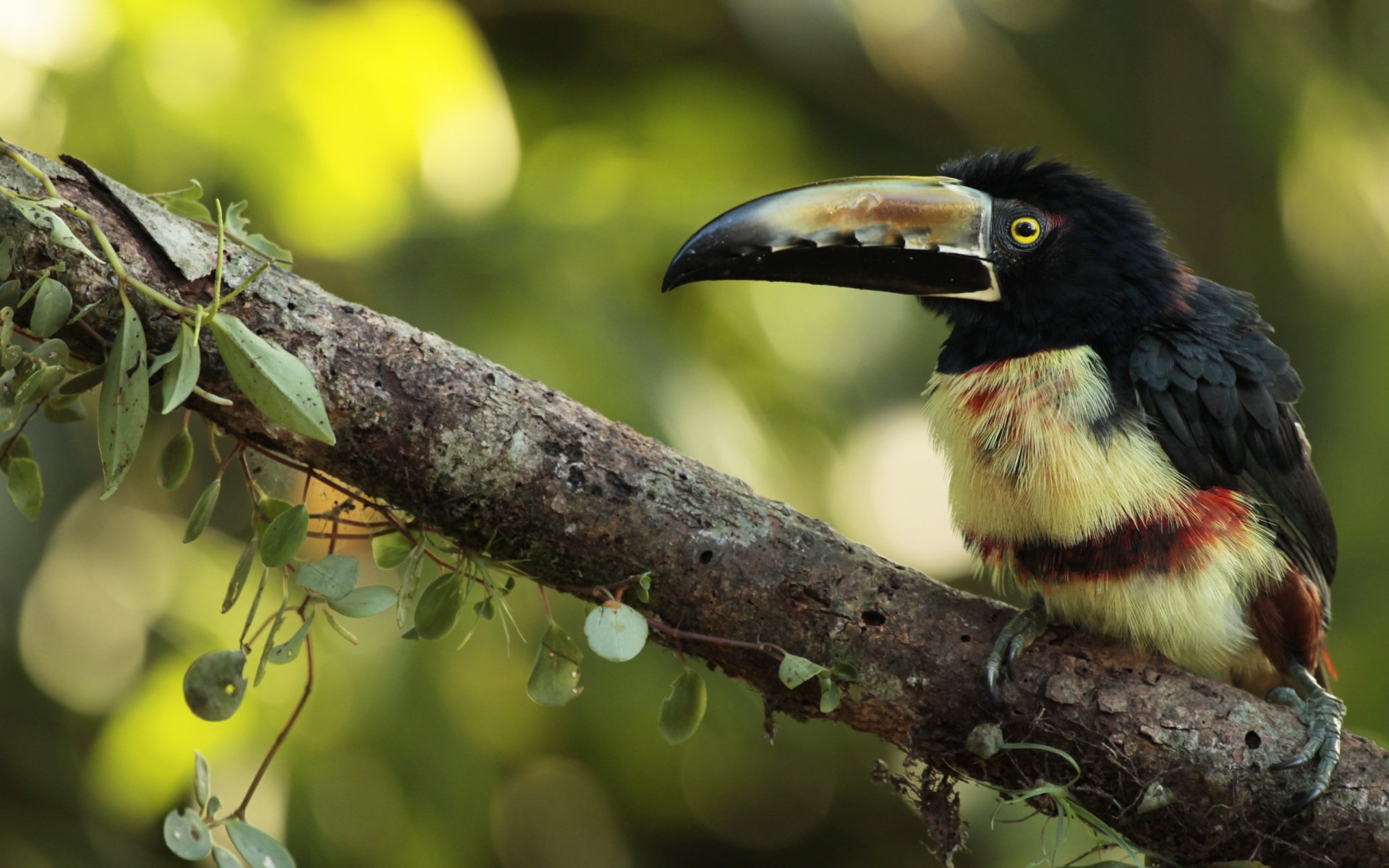 arasari-kragen vogel natur