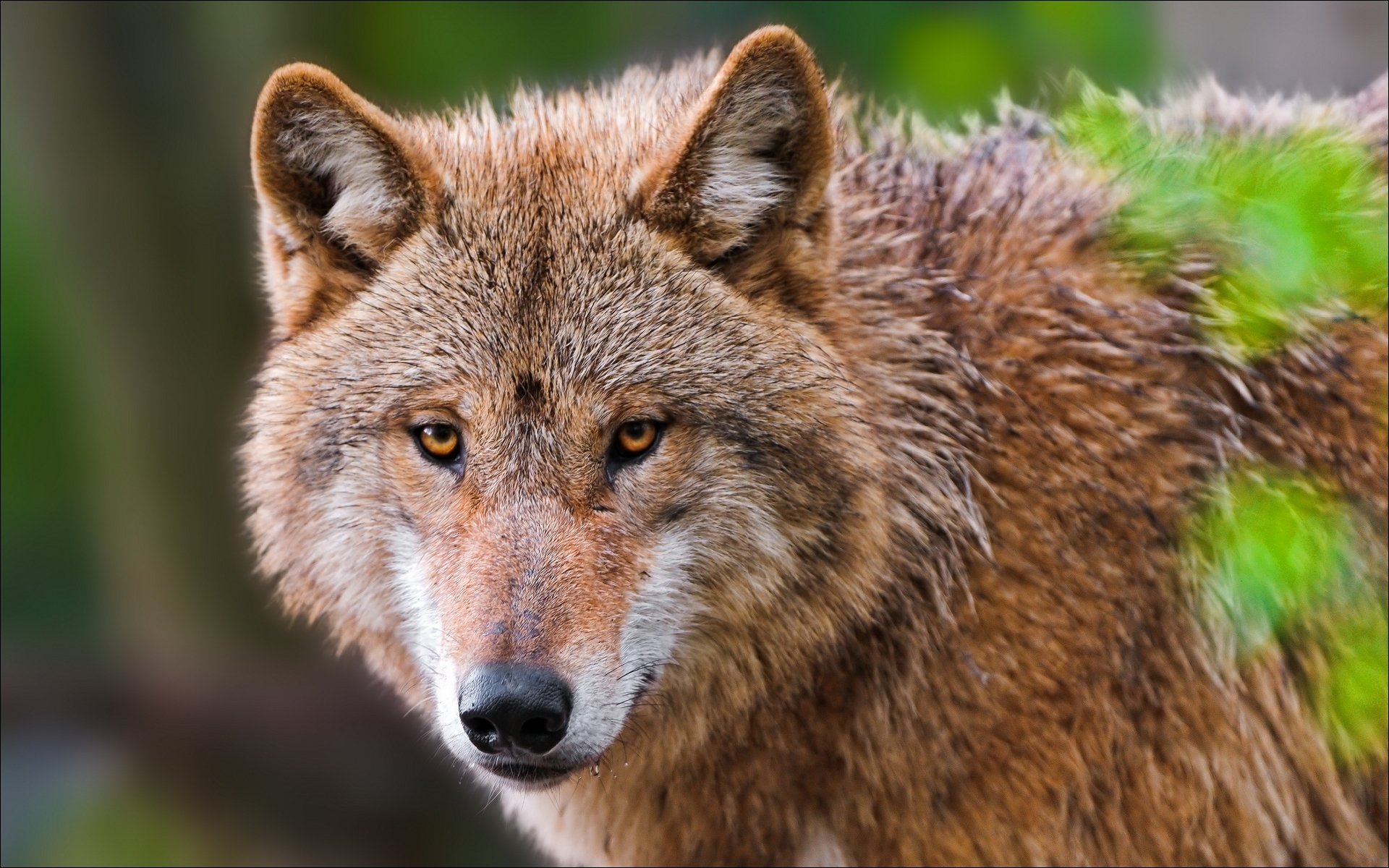 animal loup portrait