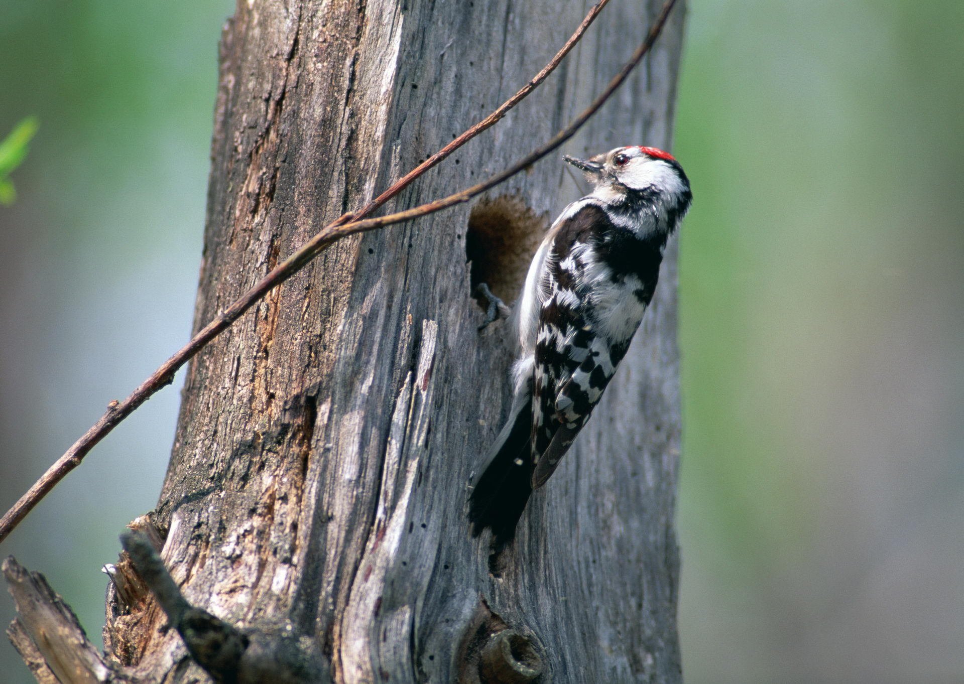 pájaro carpintero pájaro árbol