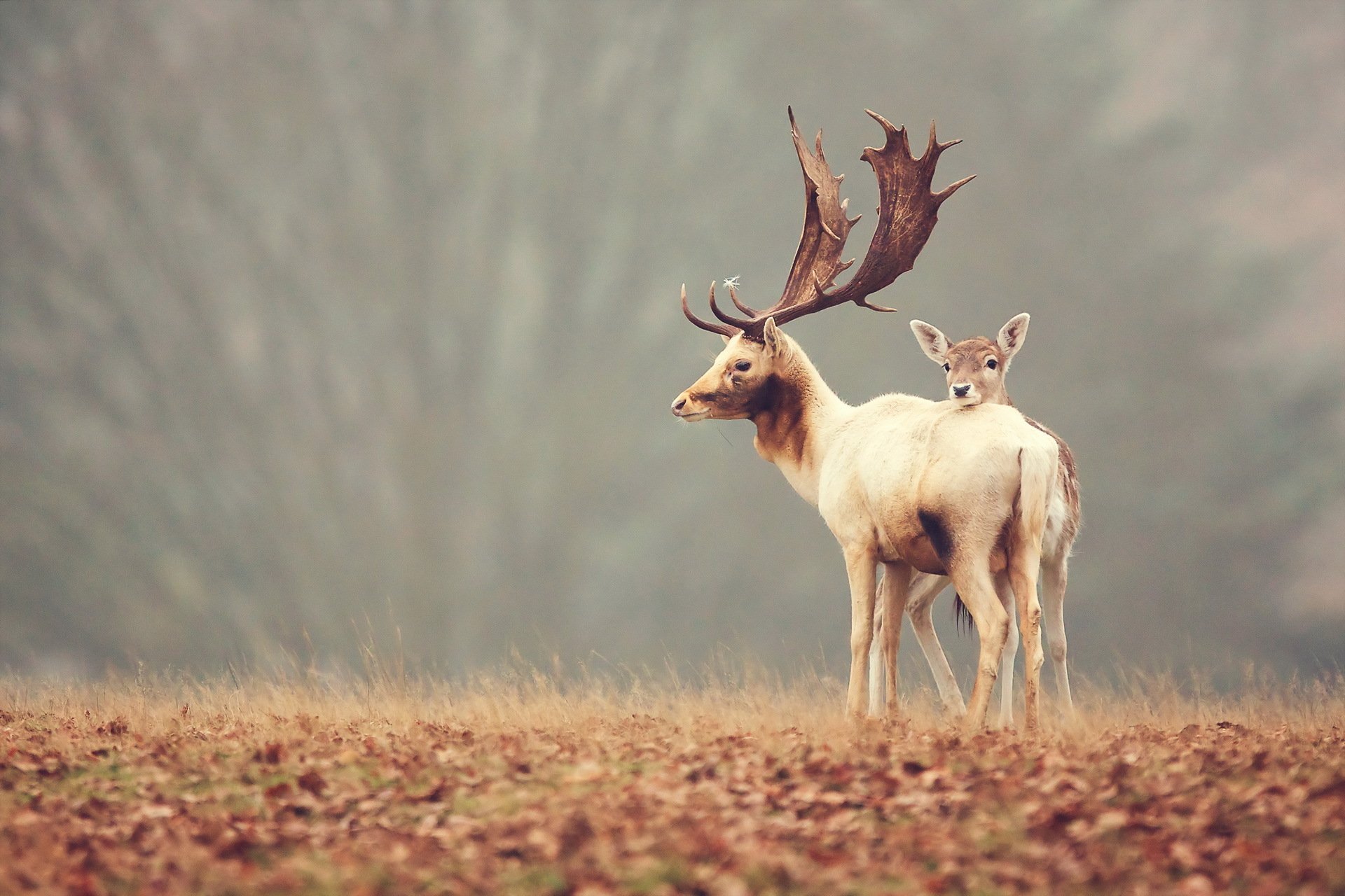 reindeer nature background