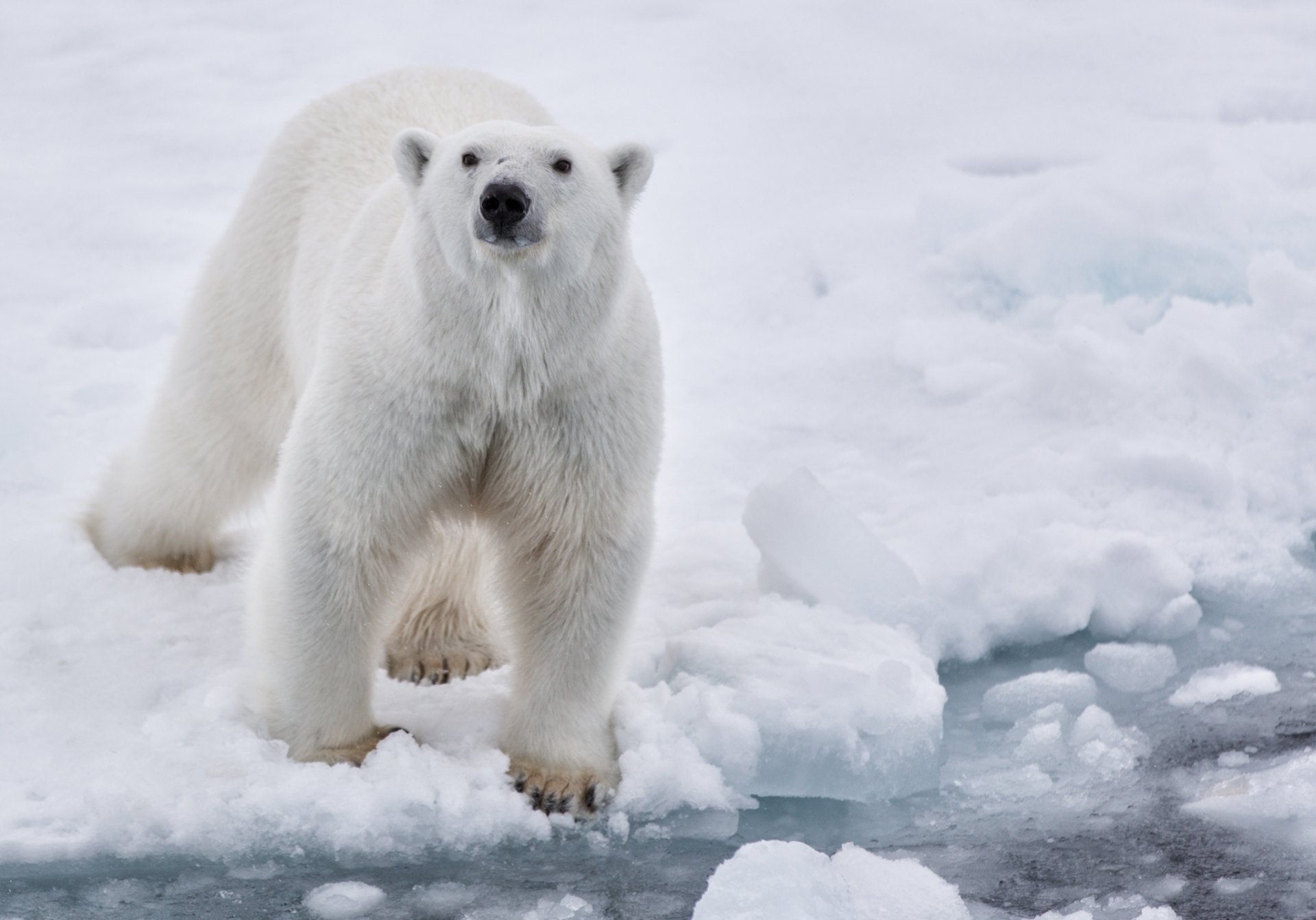 nieve hielo agua oso de peluche blanco polar