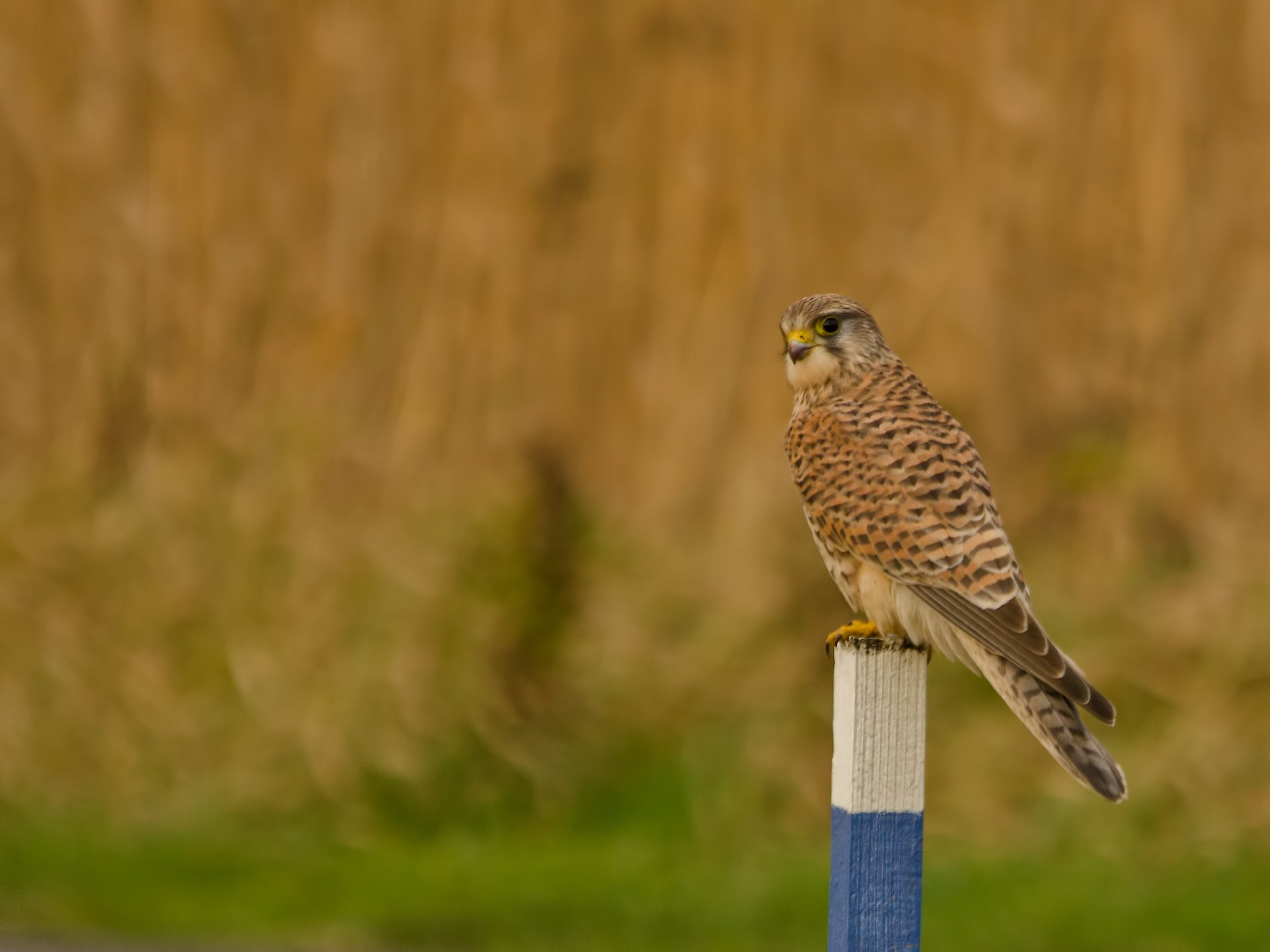 kestrel poultry view the field column