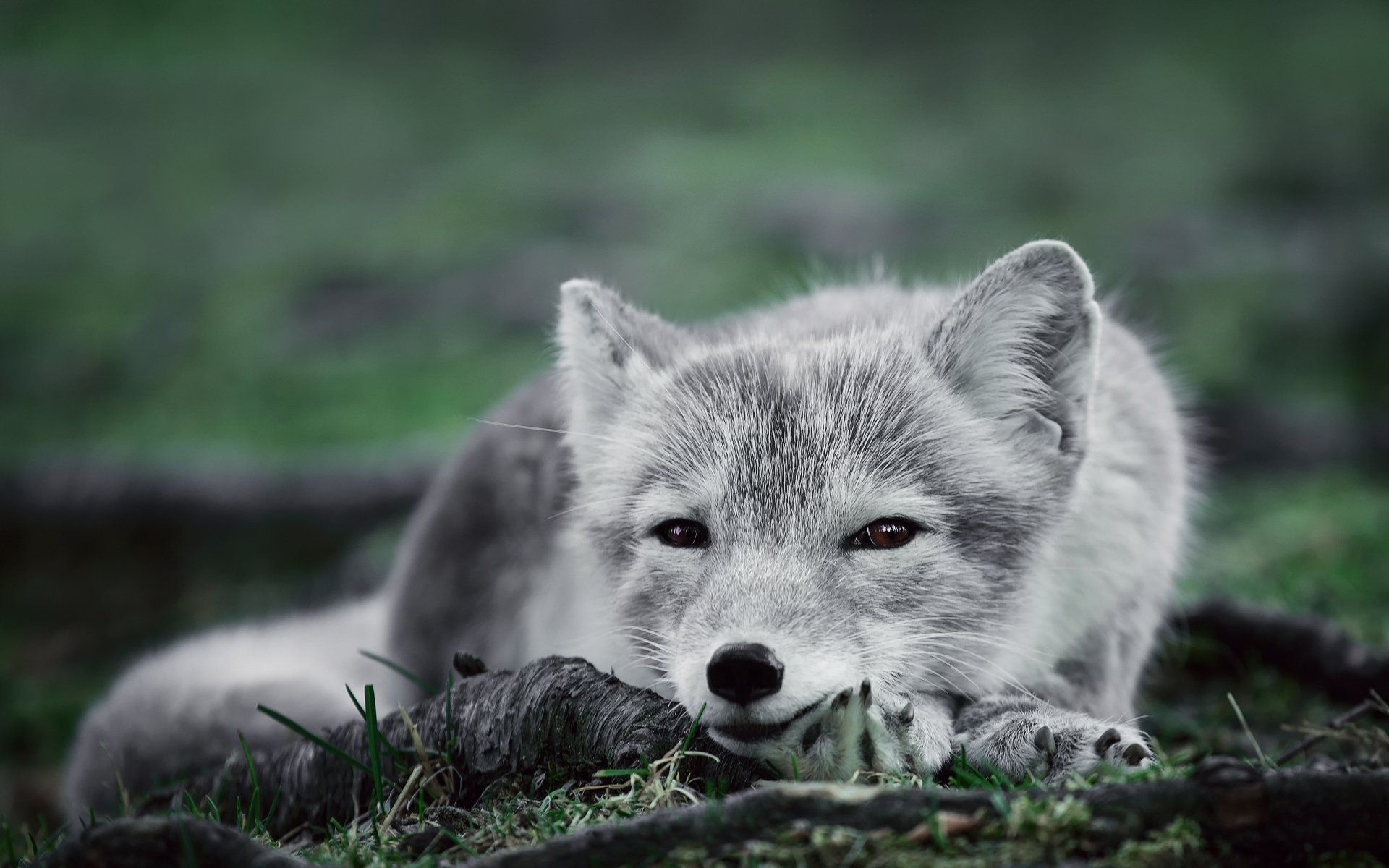 renard arctique renard polaire blanc cendré vue