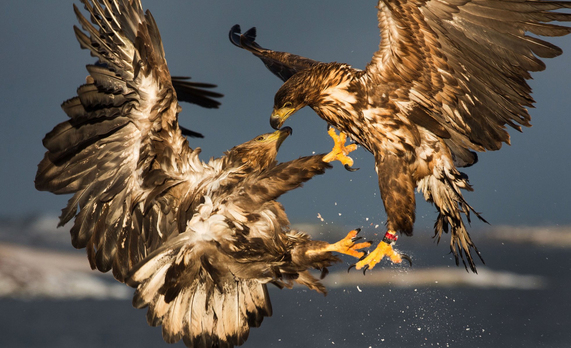 steinadler vögel sparring