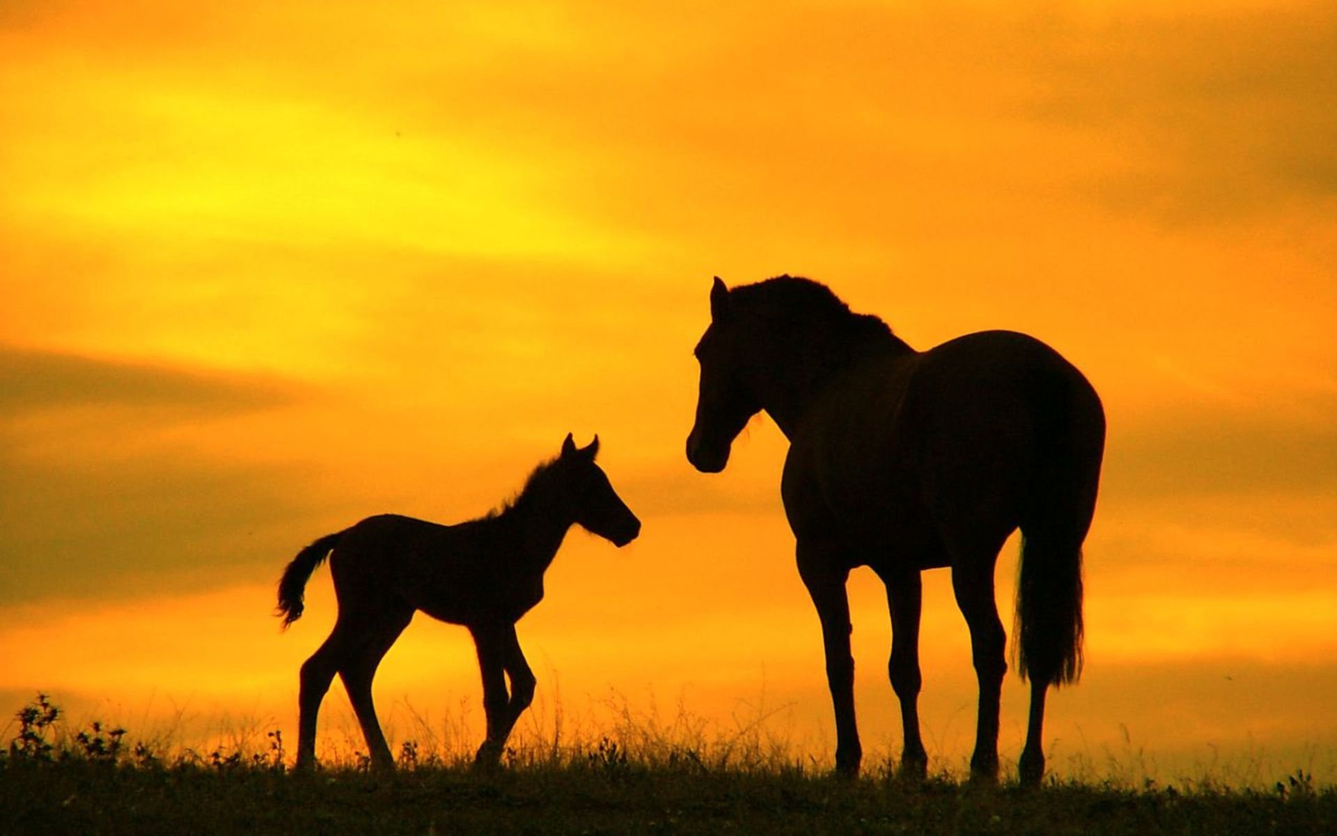 foal horse nature sky grass the field sunset silhouette 2014