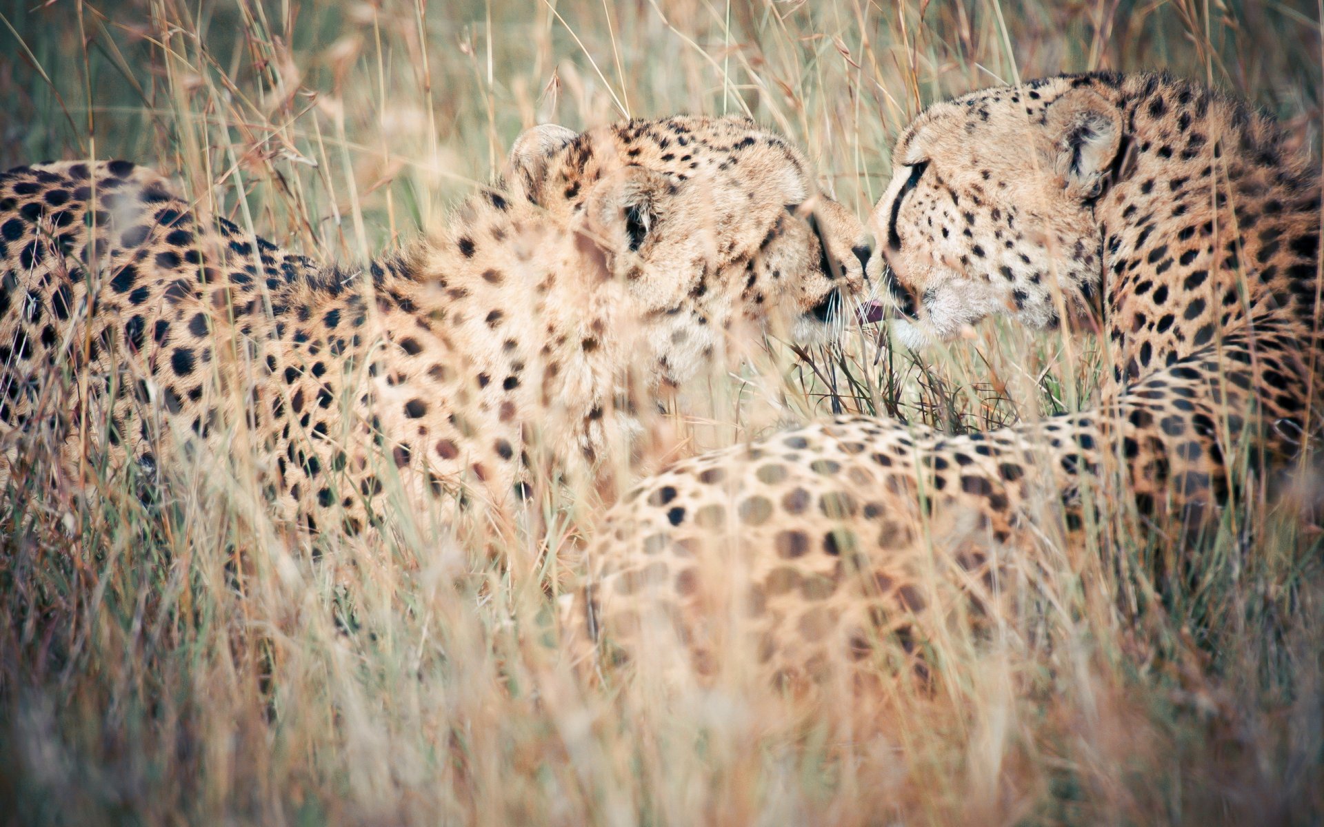 leopardos naturaleza fondo